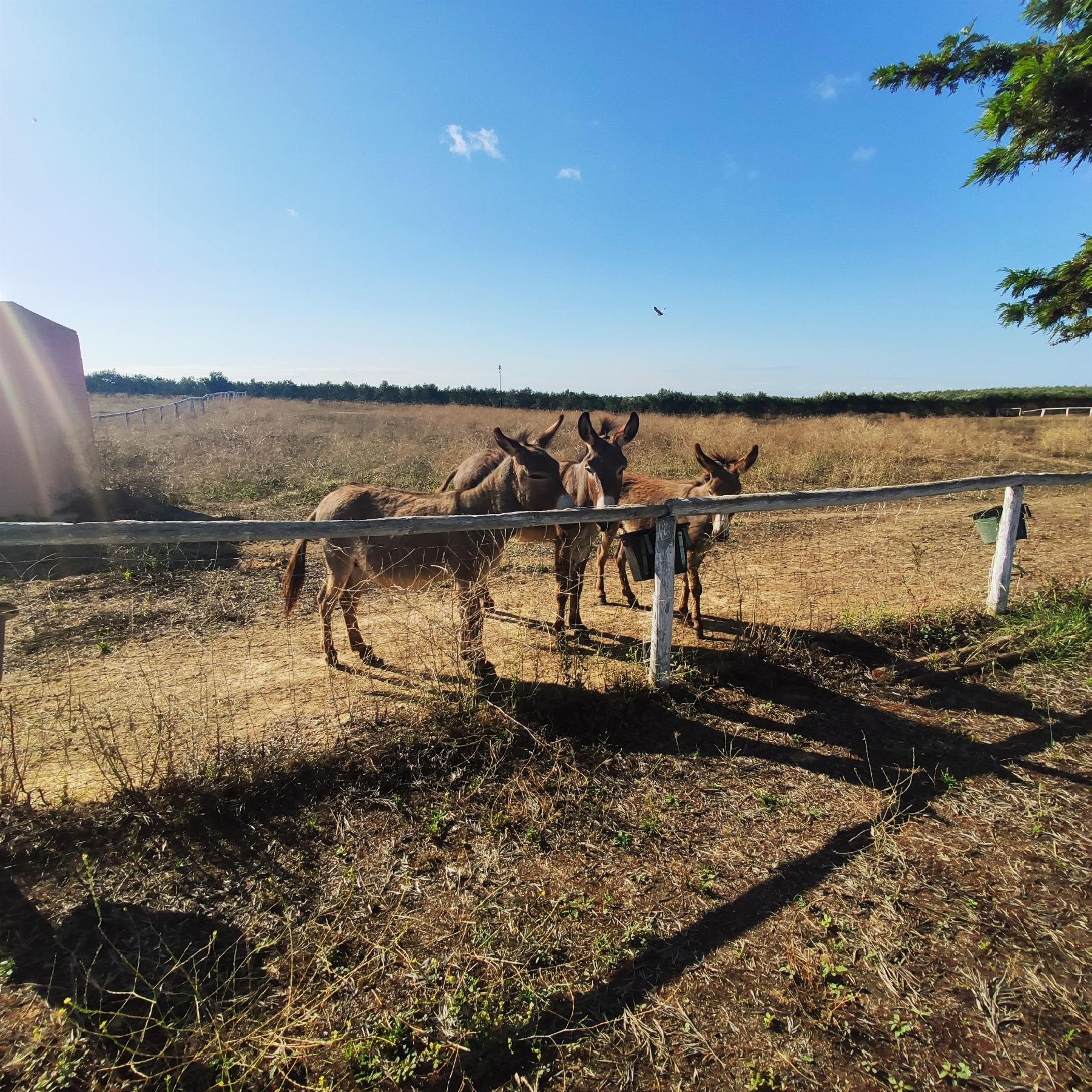 For sale of rural property in Huévar del Aljarafe