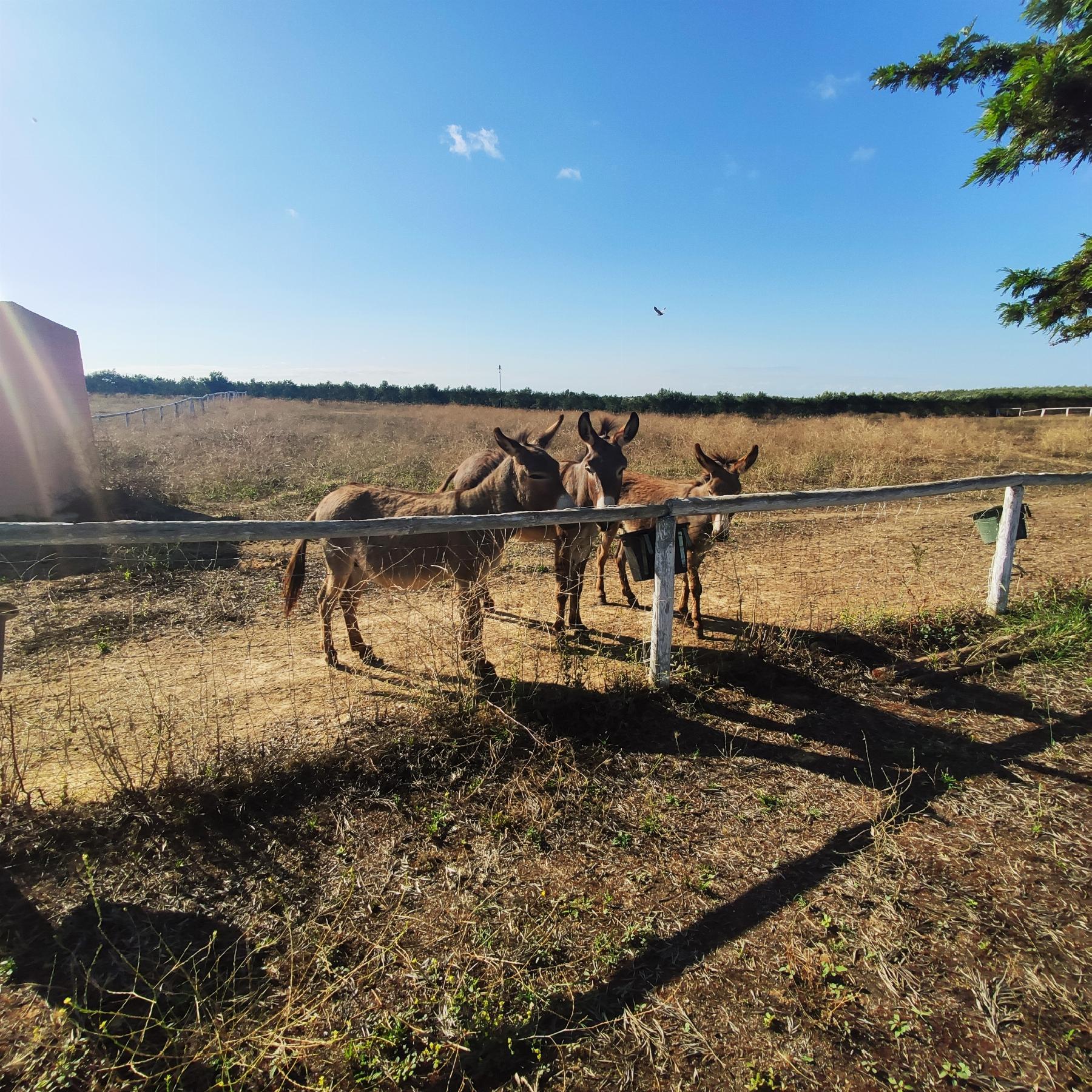 Venta de finca rústica en Huévar del Aljarafe