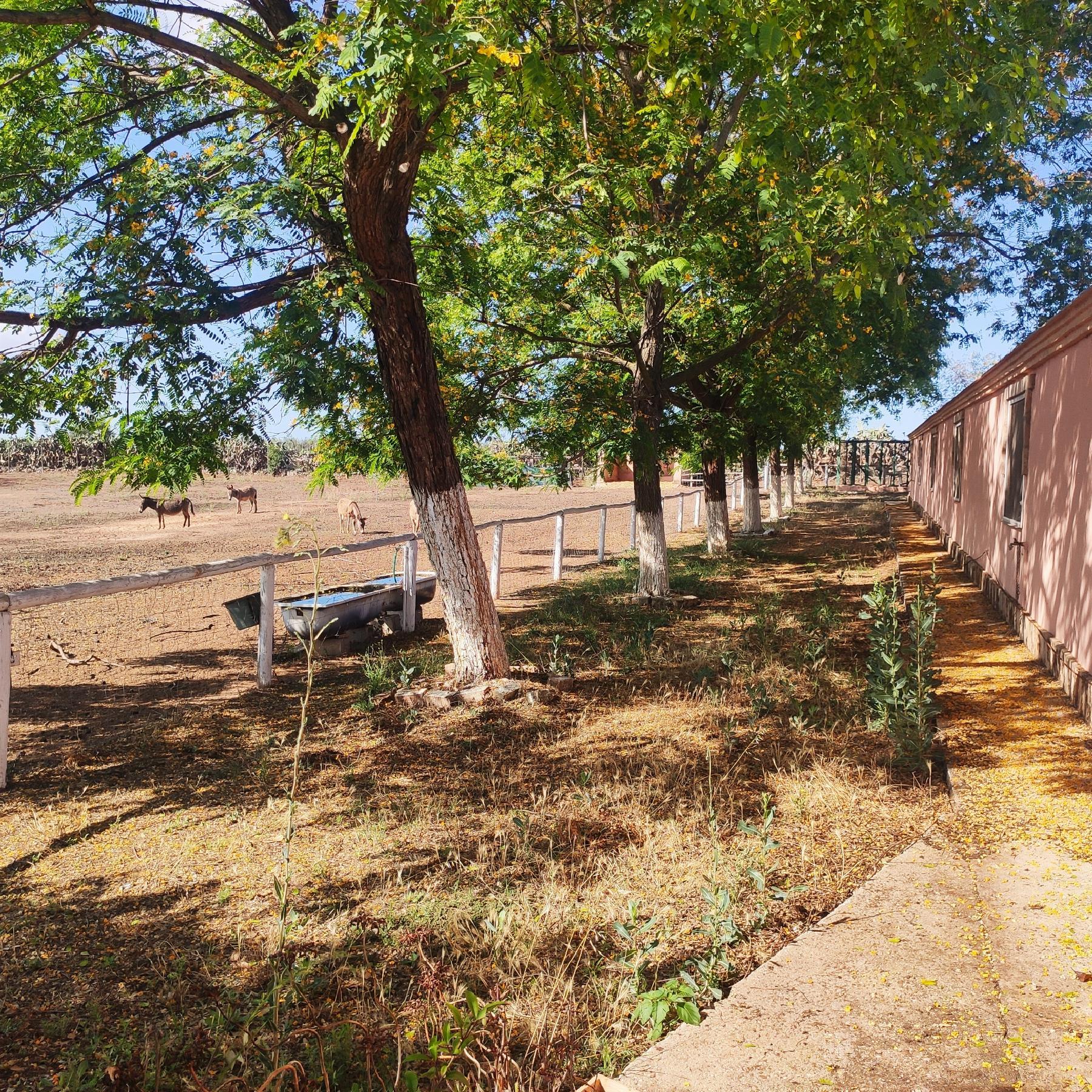 Venta de finca rústica en Huévar del Aljarafe