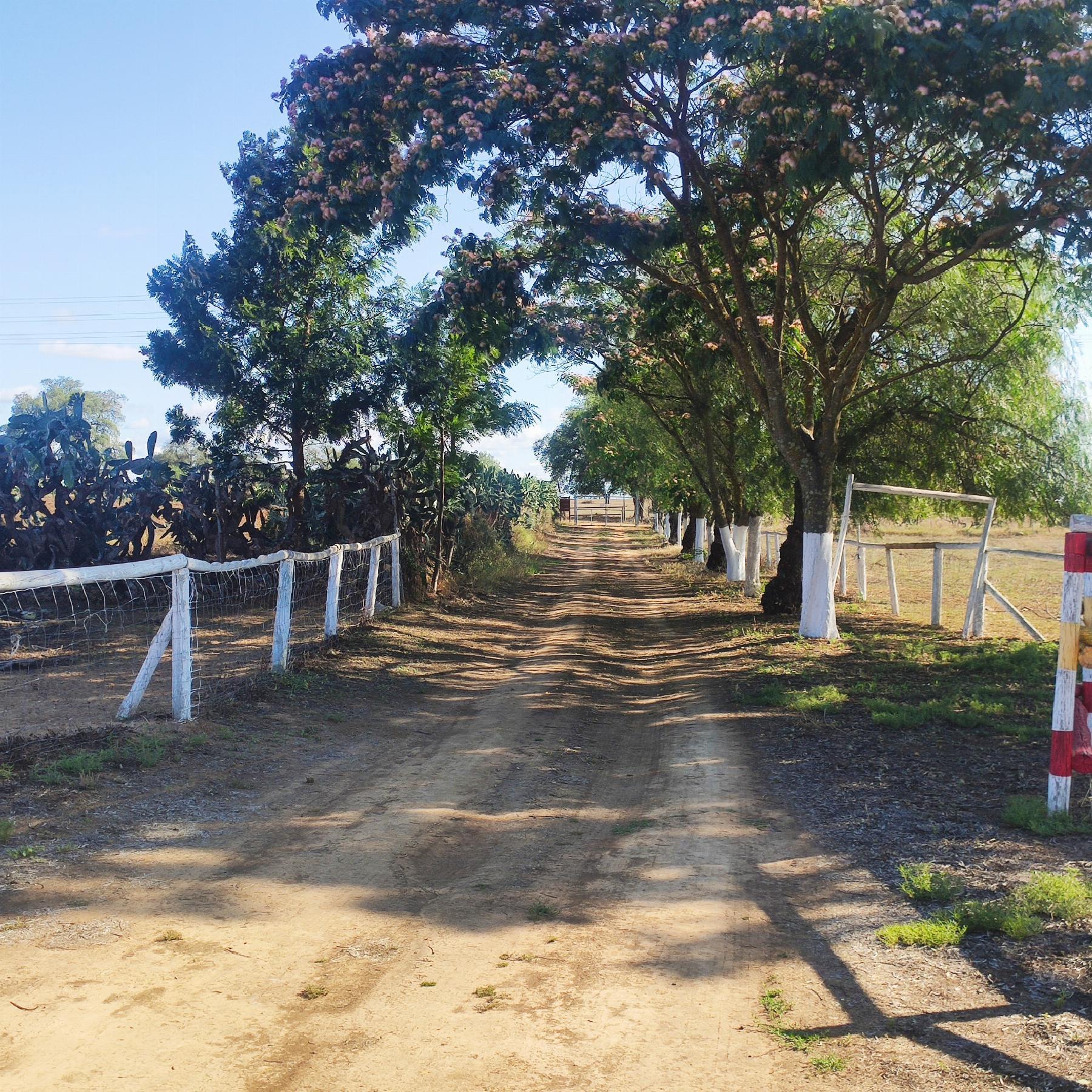 Venta de finca rústica en Huévar del Aljarafe