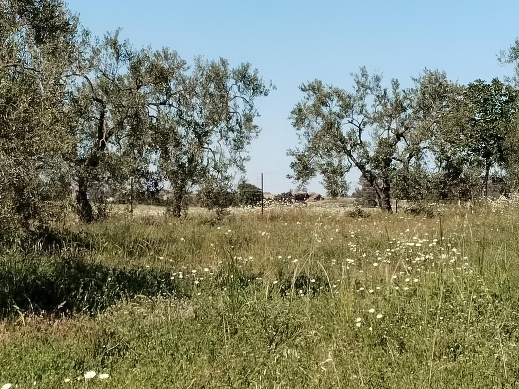 Venta de finca rústica en Hinojos