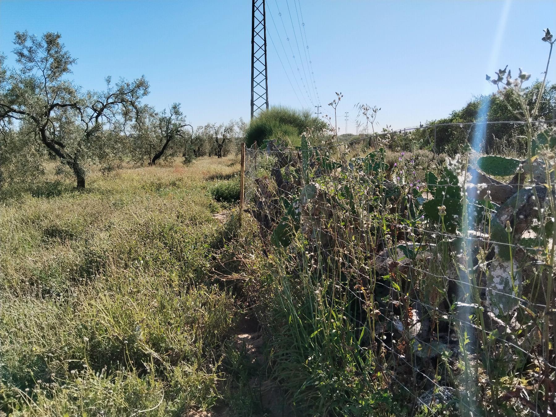 For sale of rural property in Hinojos