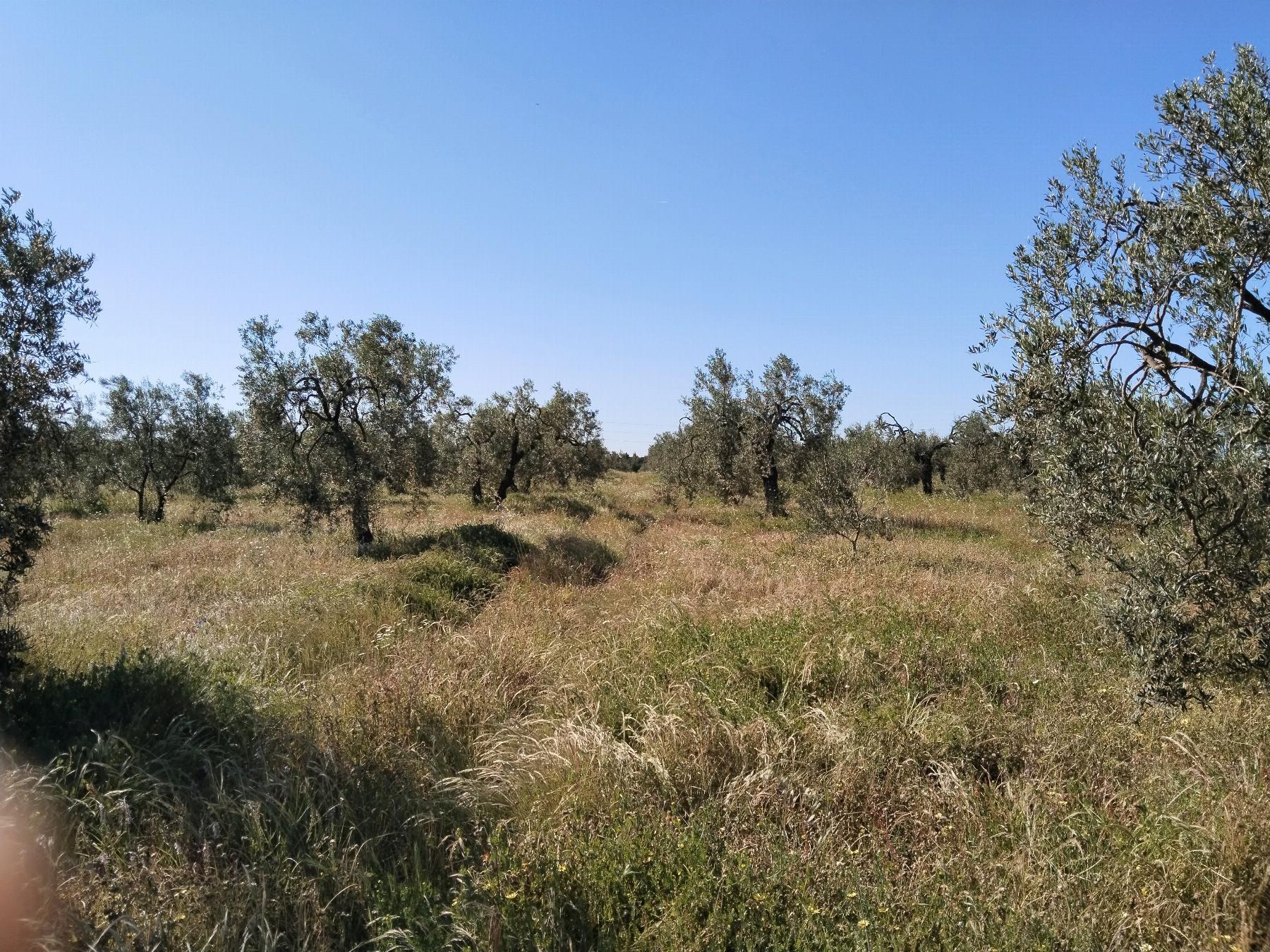 For sale of rural property in Hinojos