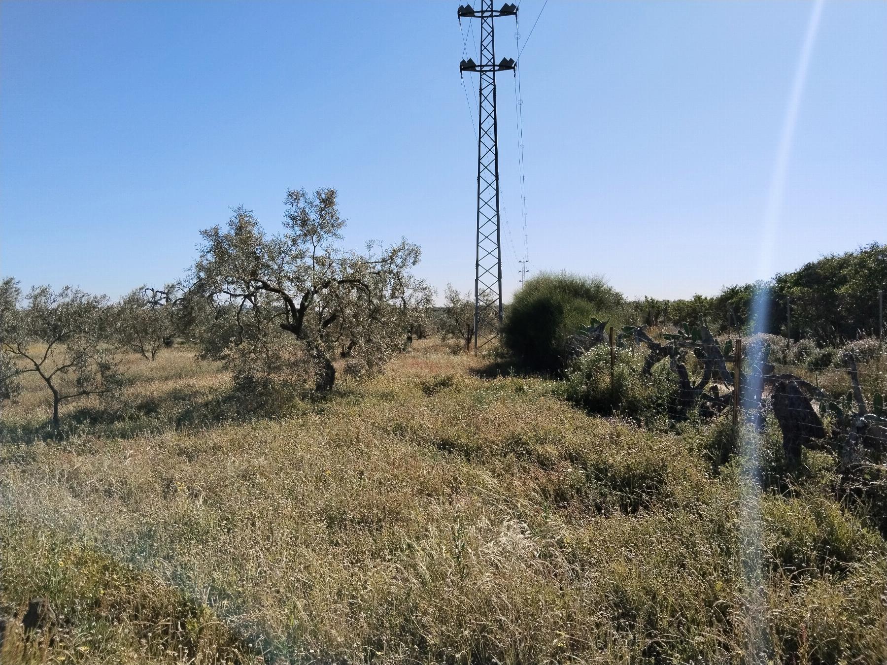 For sale of rural property in Hinojos