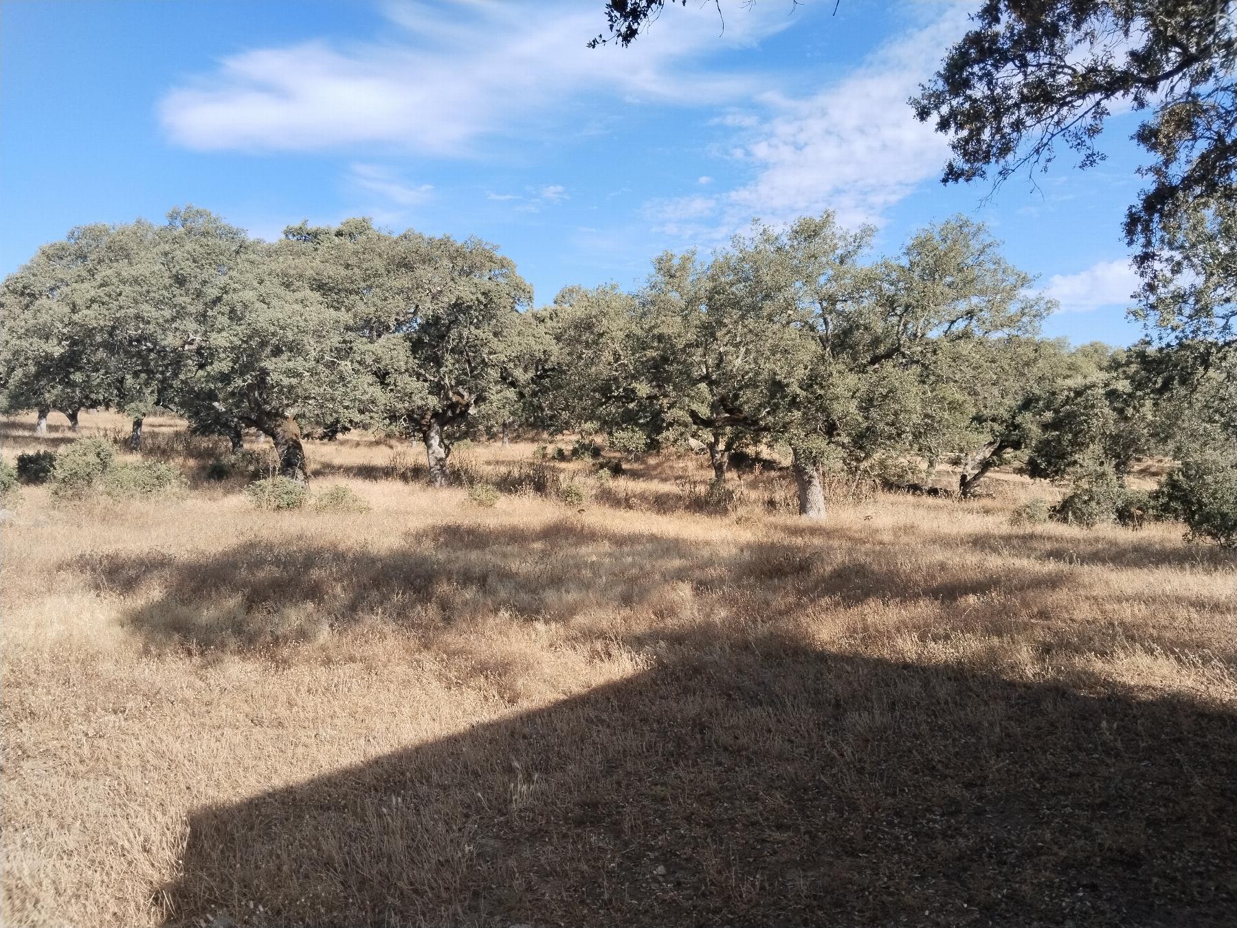 For sale of rural property in Cabeza la Vaca