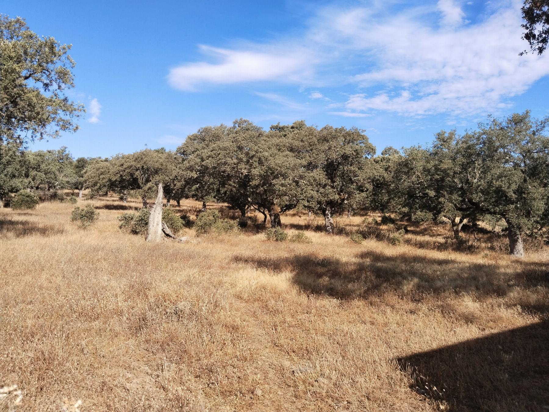 For sale of rural property in Cabeza la Vaca
