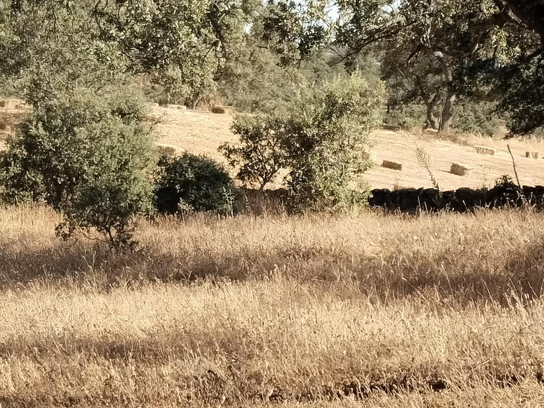 For sale of rural property in Cabeza la Vaca
