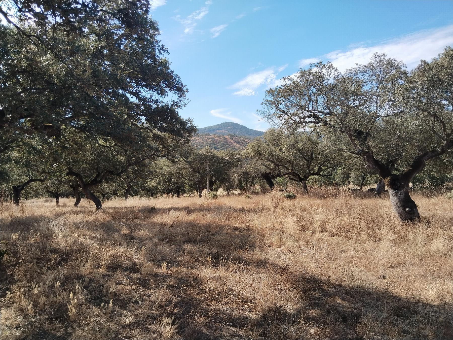 For sale of rural property in Cabeza la Vaca