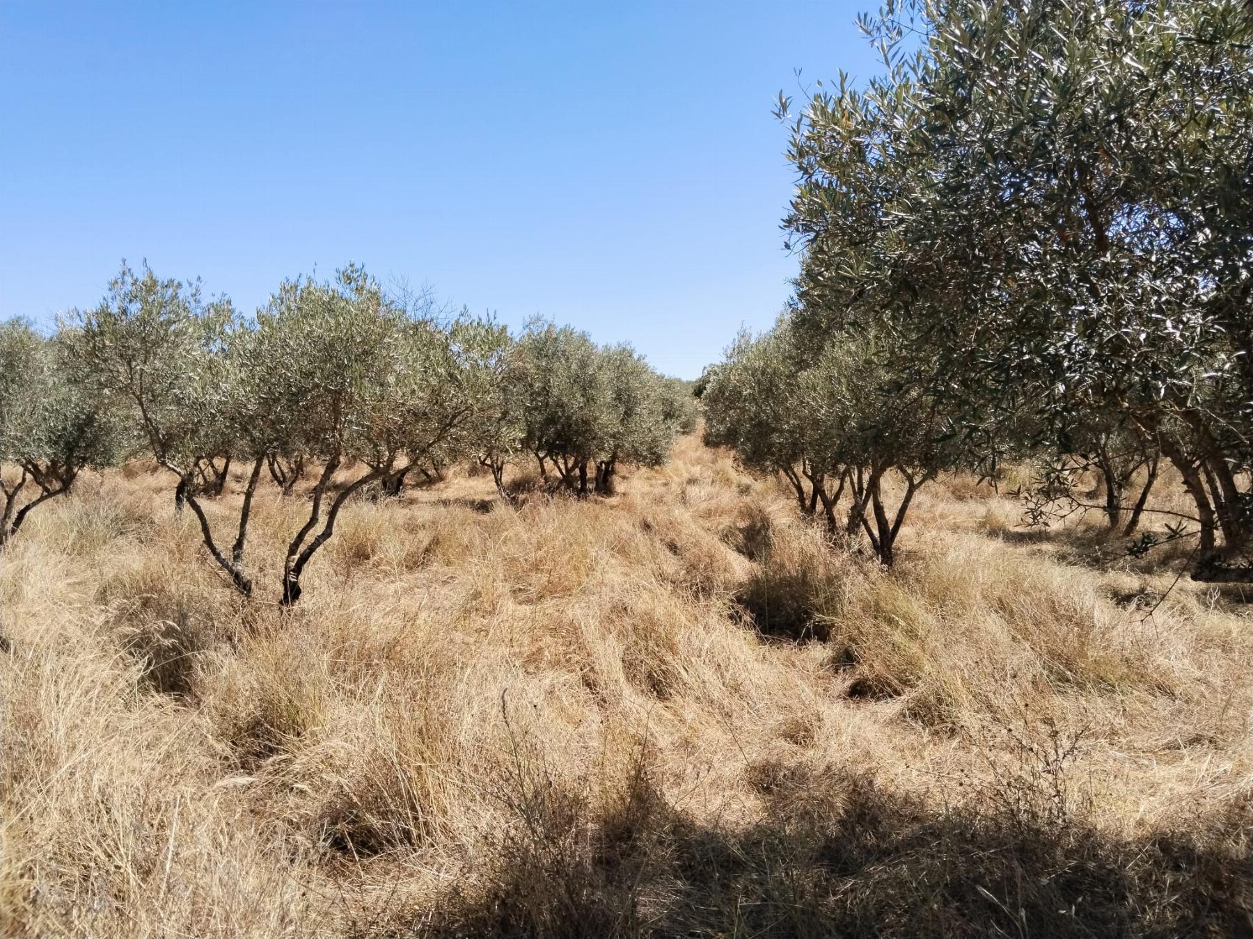 For sale of rural property in Fregenal de la Sierra