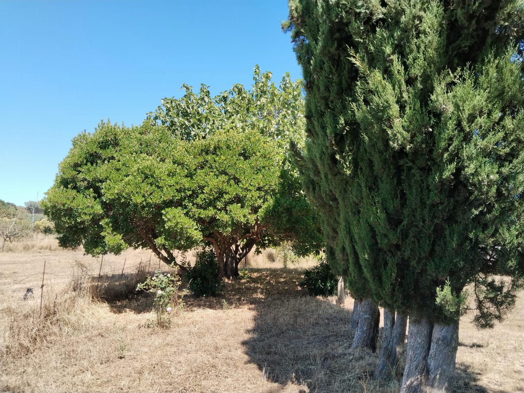 For sale of rural property in Fregenal de la Sierra