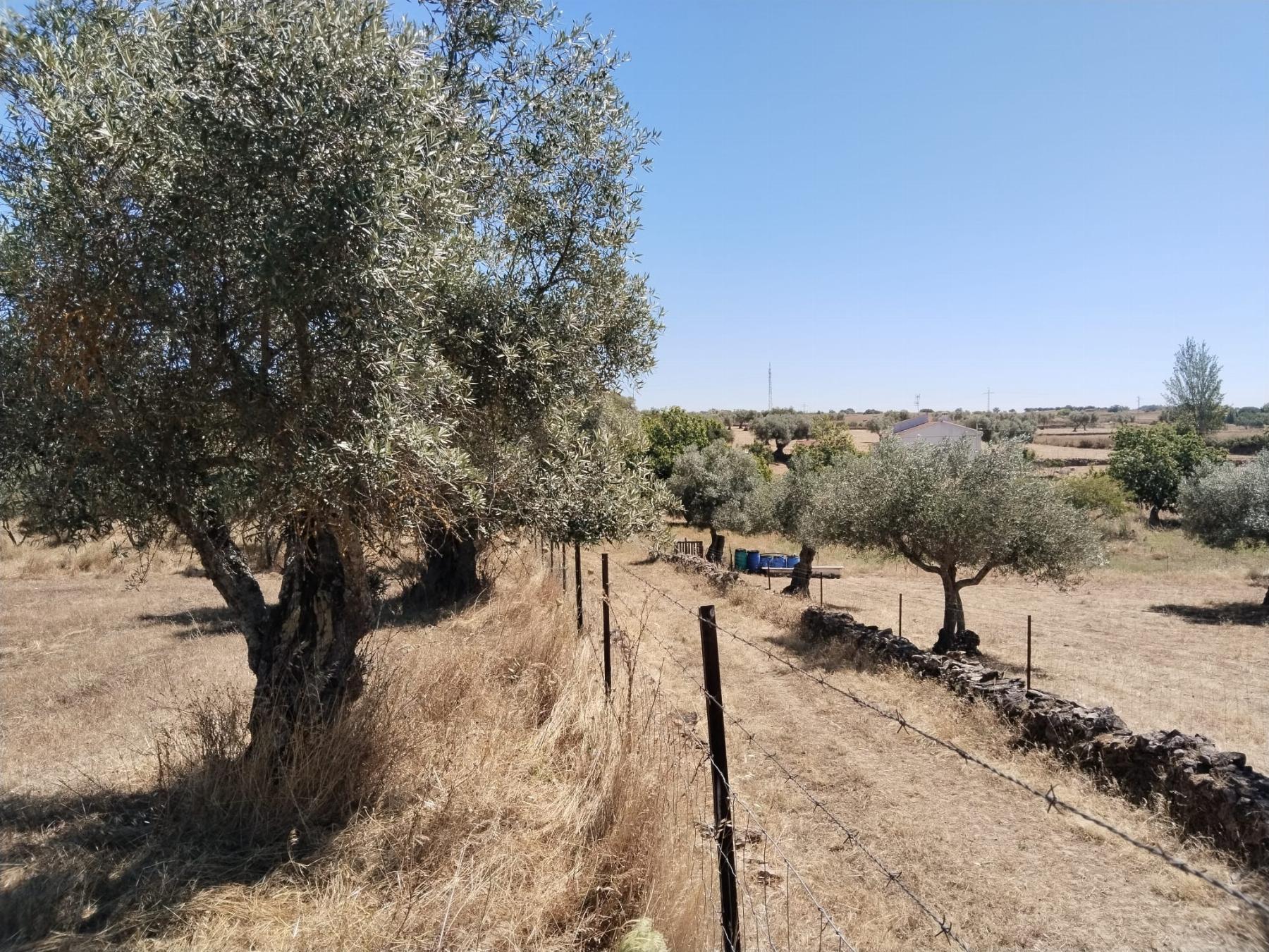 For sale of rural property in Fregenal de la Sierra