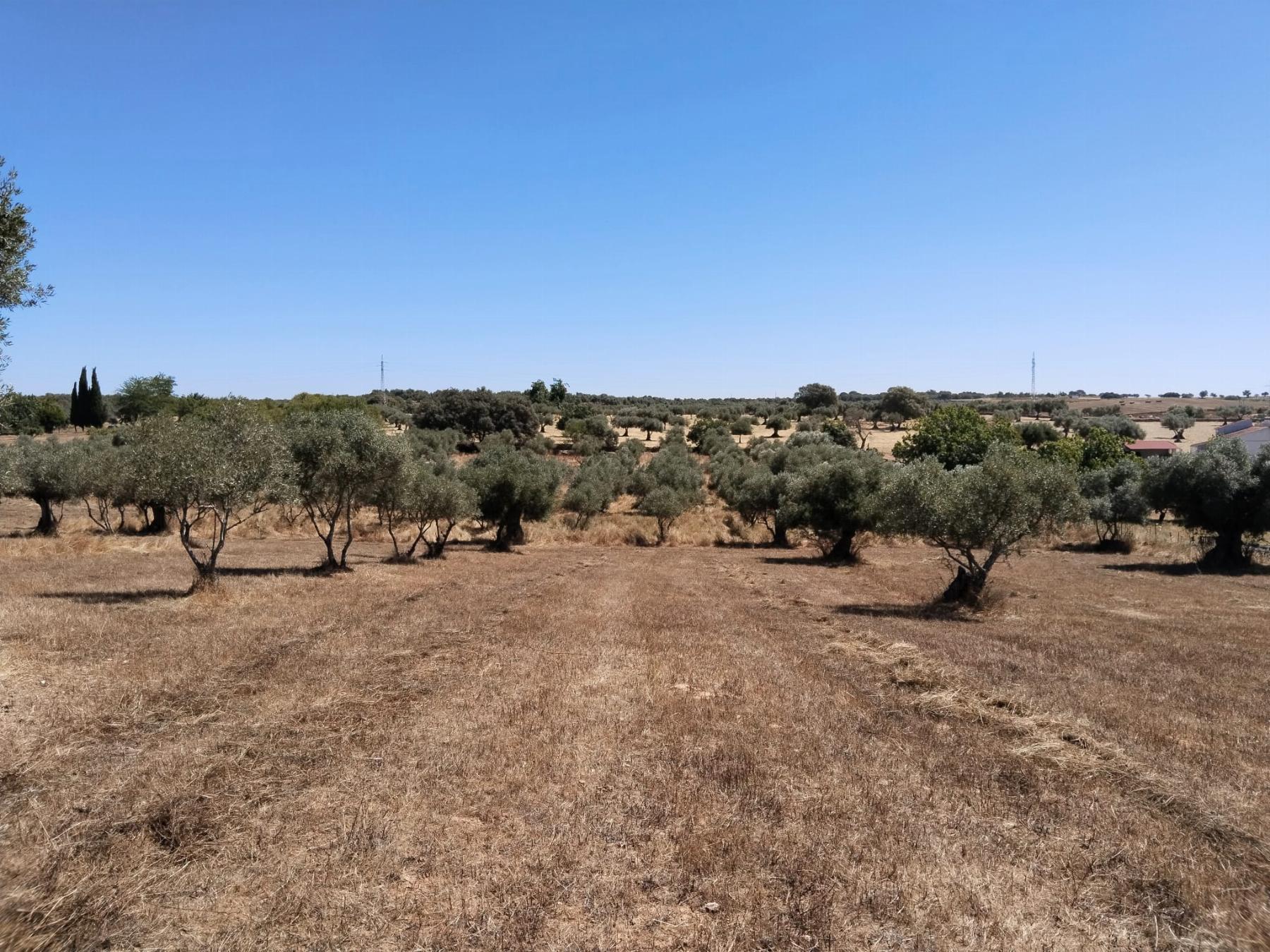 For sale of rural property in Fregenal de la Sierra