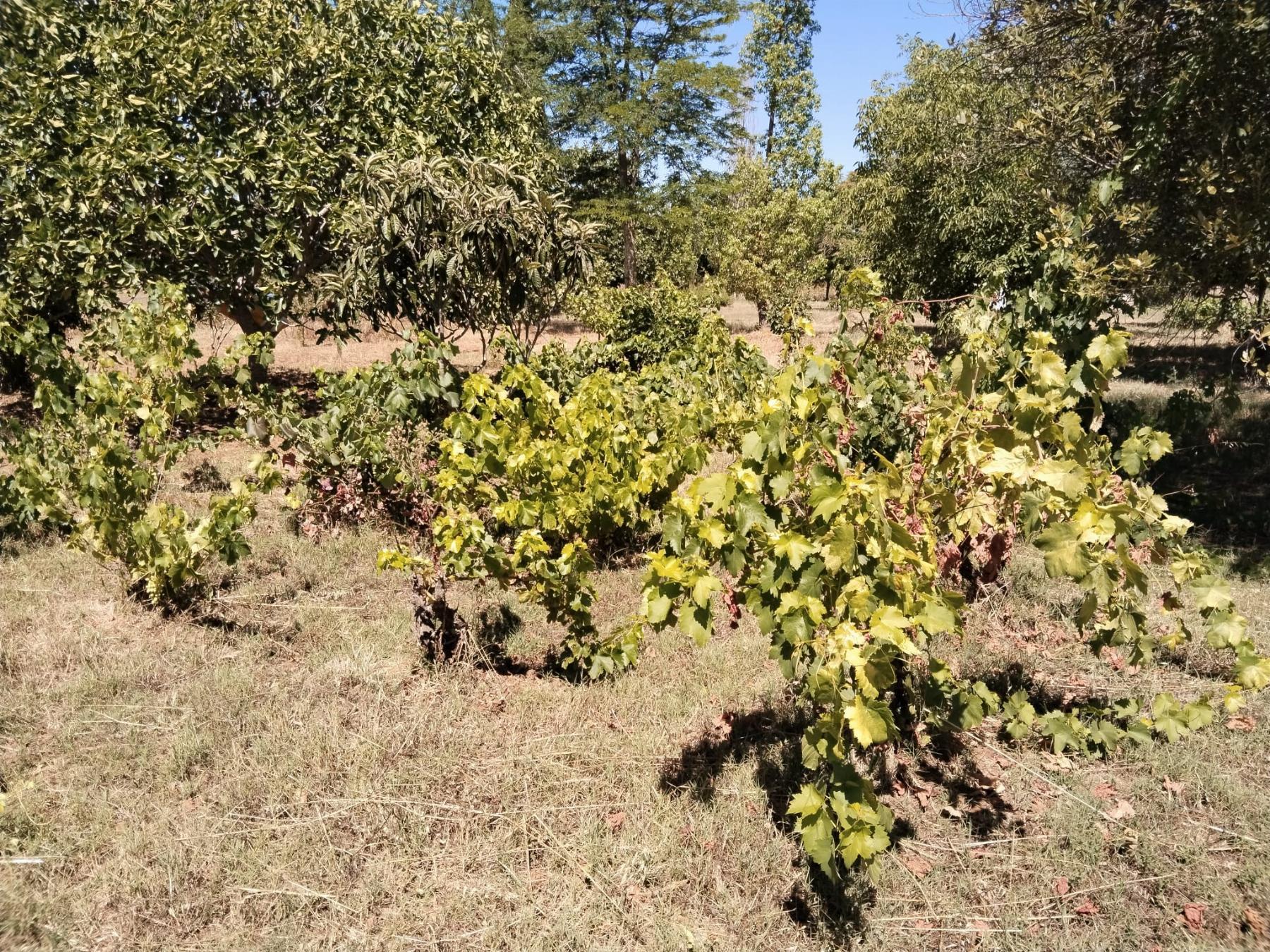 For sale of rural property in Fregenal de la Sierra