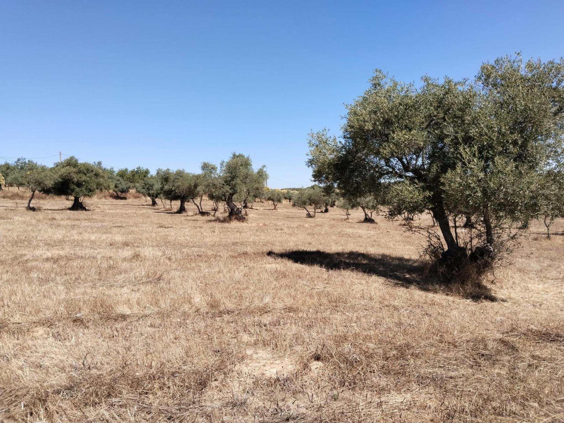 For sale of rural property in Fregenal de la Sierra