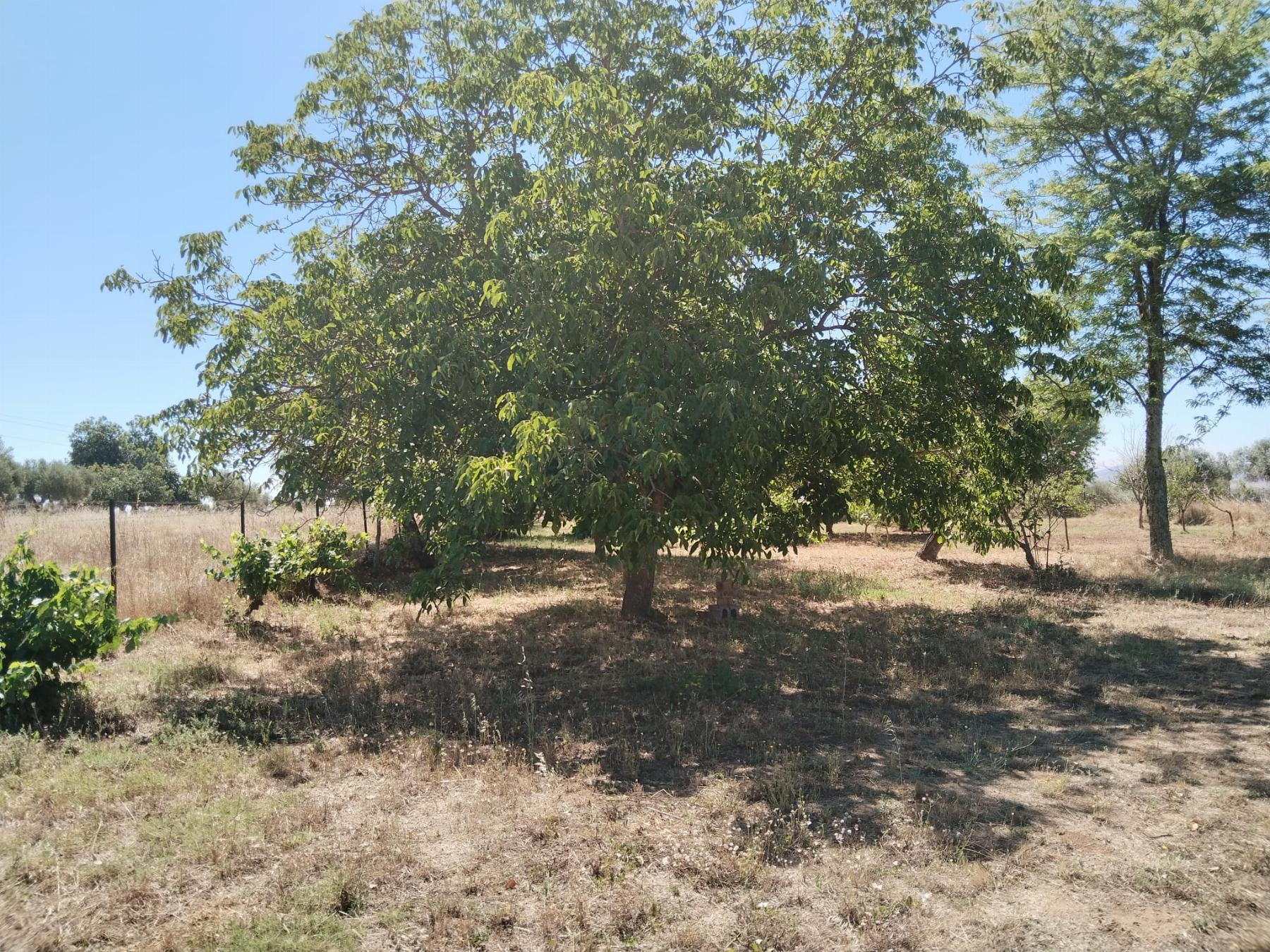 For sale of rural property in Fregenal de la Sierra