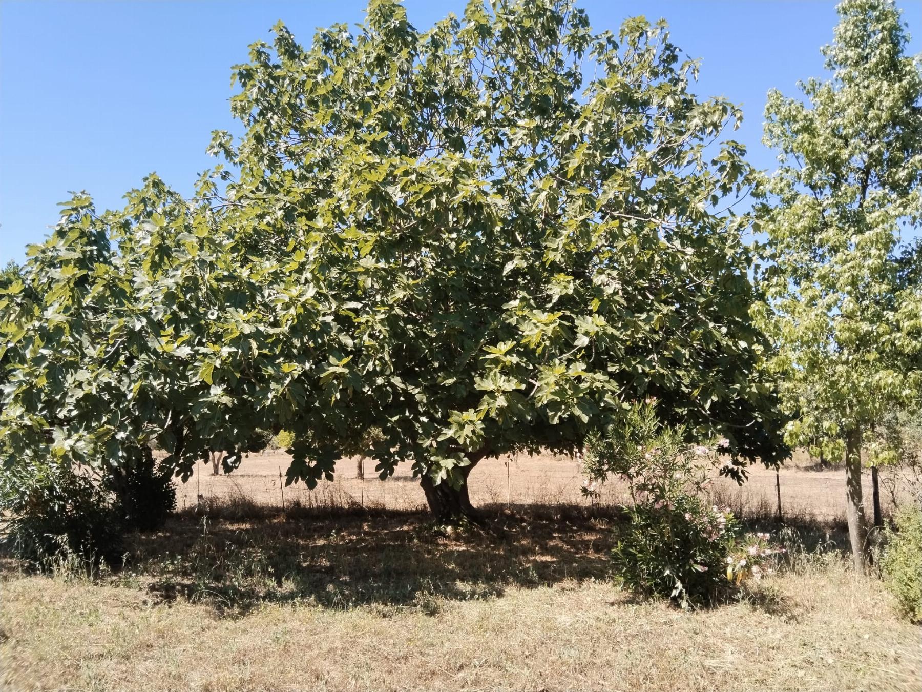 For sale of rural property in Fregenal de la Sierra