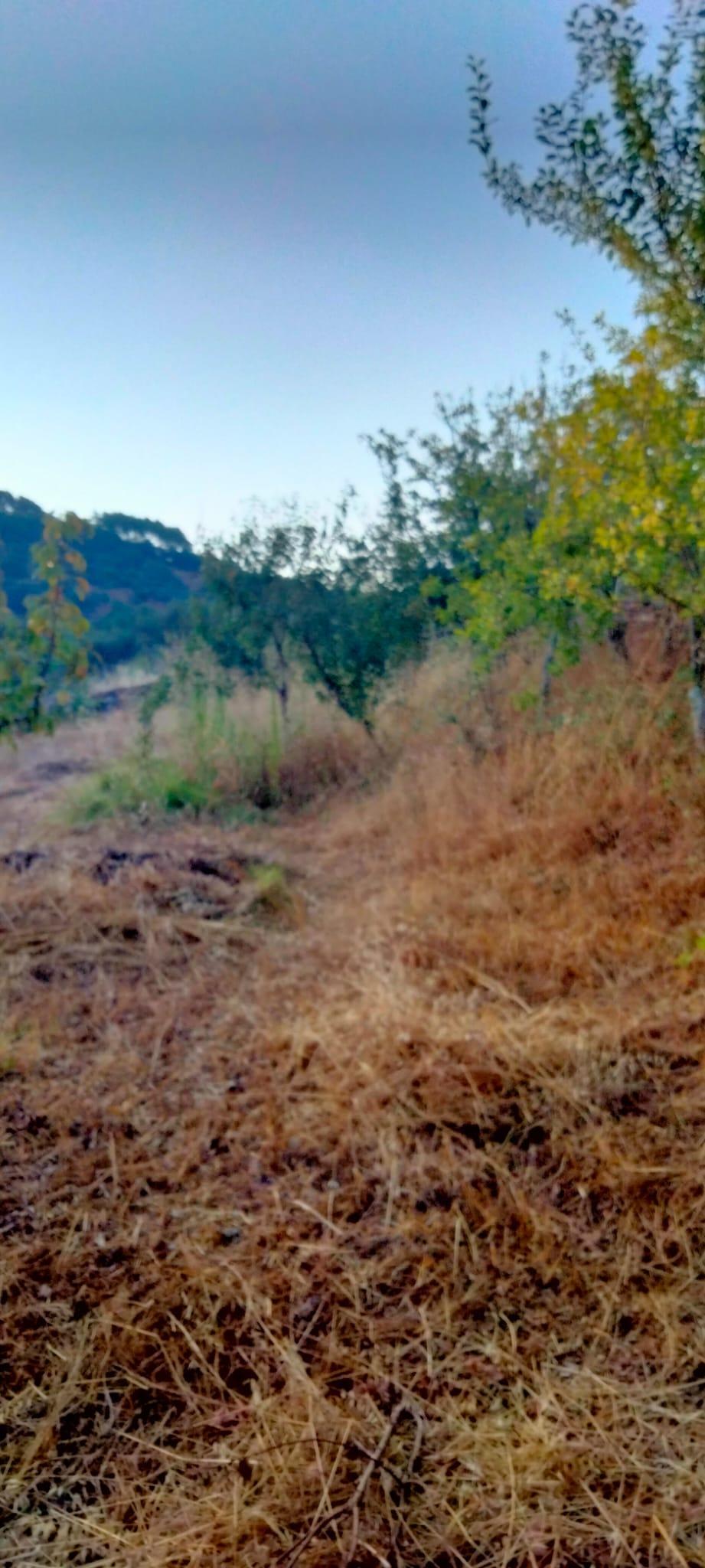 Venta de finca rústica en Cabeza la Vaca