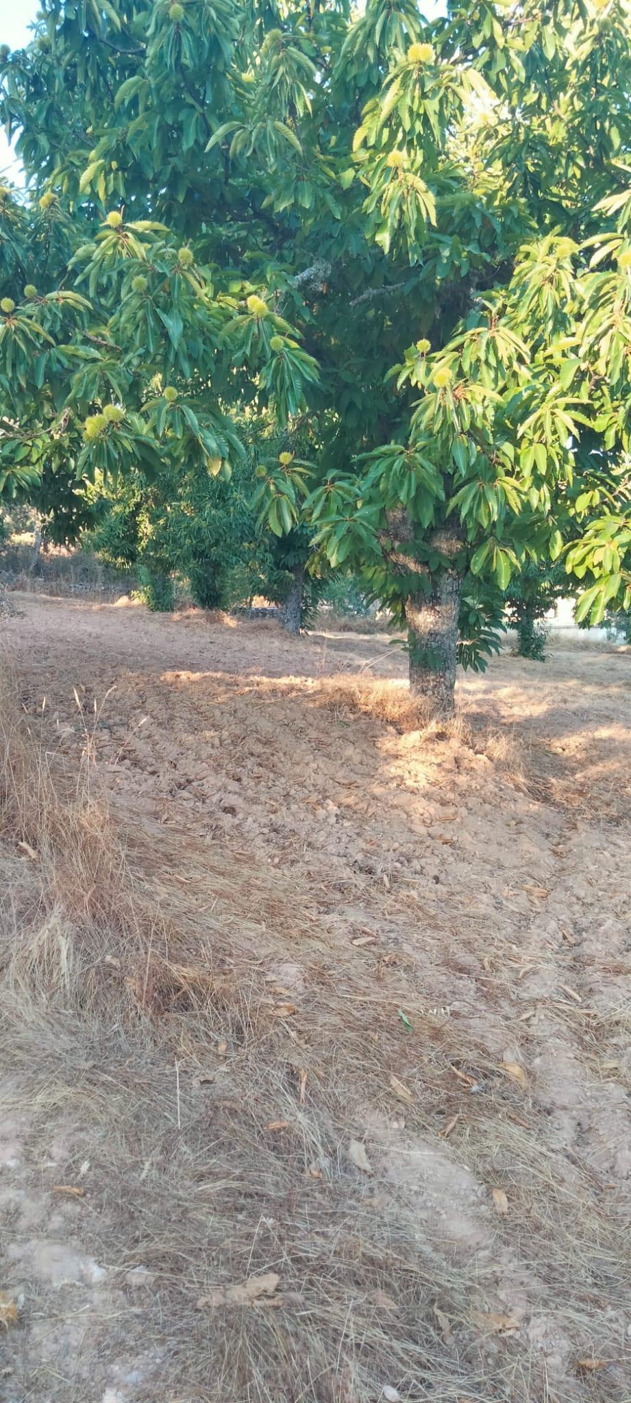 Venta de finca rústica en Cabeza la Vaca