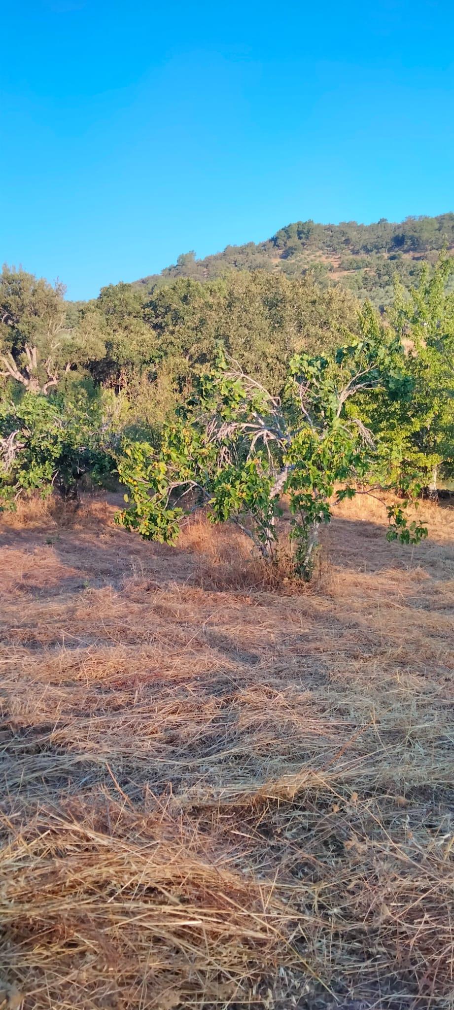 Venta de finca rústica en Cabeza la Vaca