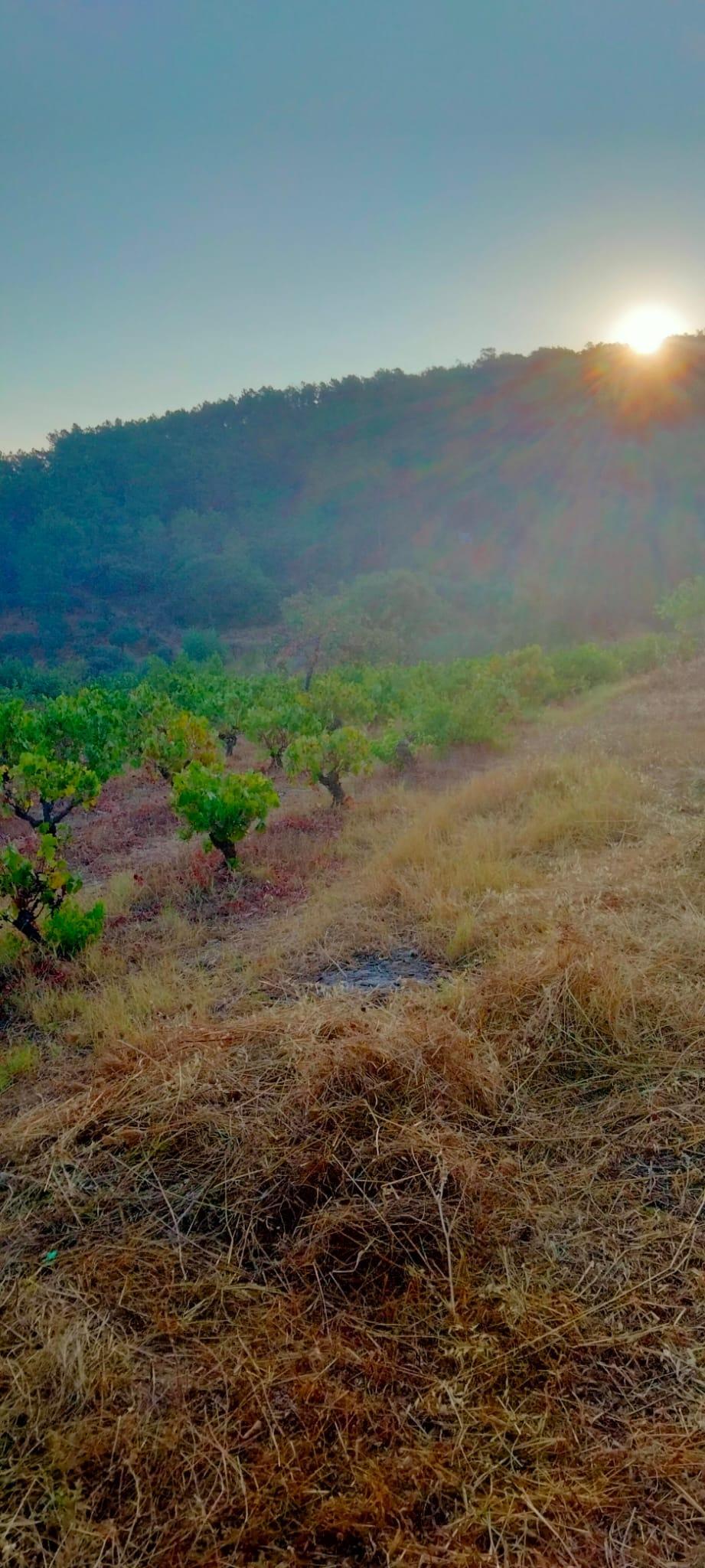 Venta de finca rústica en Cabeza la Vaca