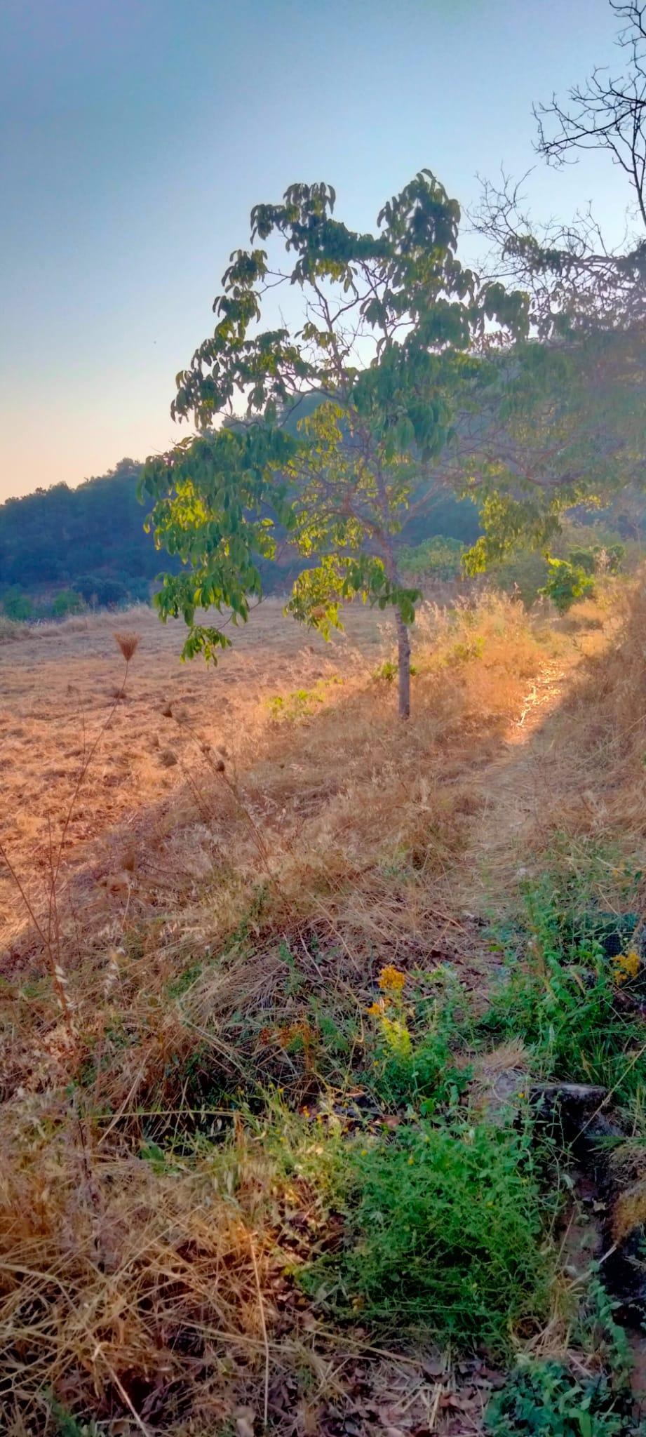 Venta de finca rústica en Cabeza la Vaca