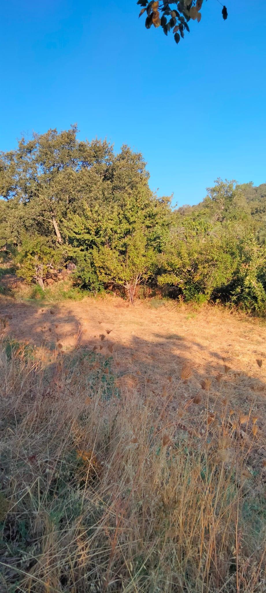 Venta de finca rústica en Cabeza la Vaca