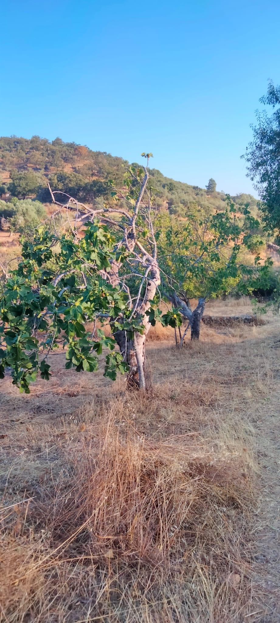 Venta de finca rústica en Cabeza la Vaca