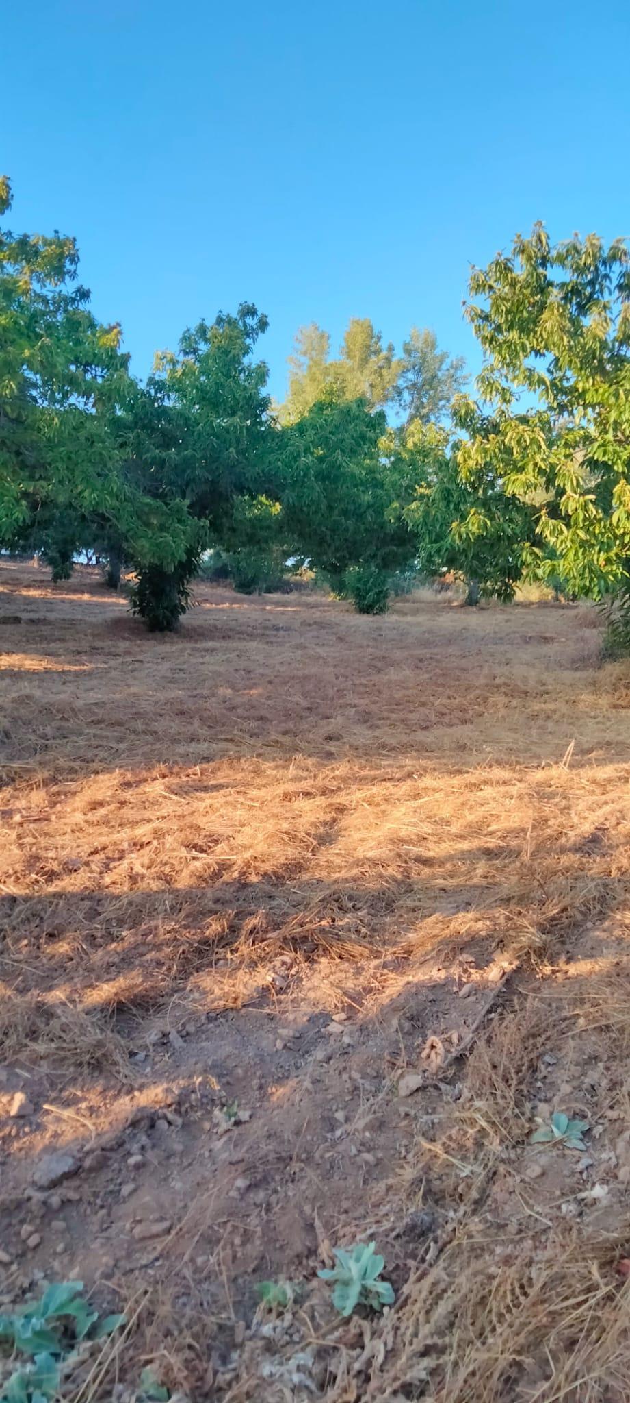 Venta de finca rústica en Cabeza la Vaca
