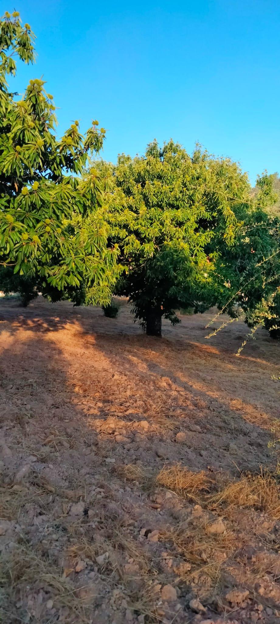 Venta de finca rústica en Cabeza la Vaca