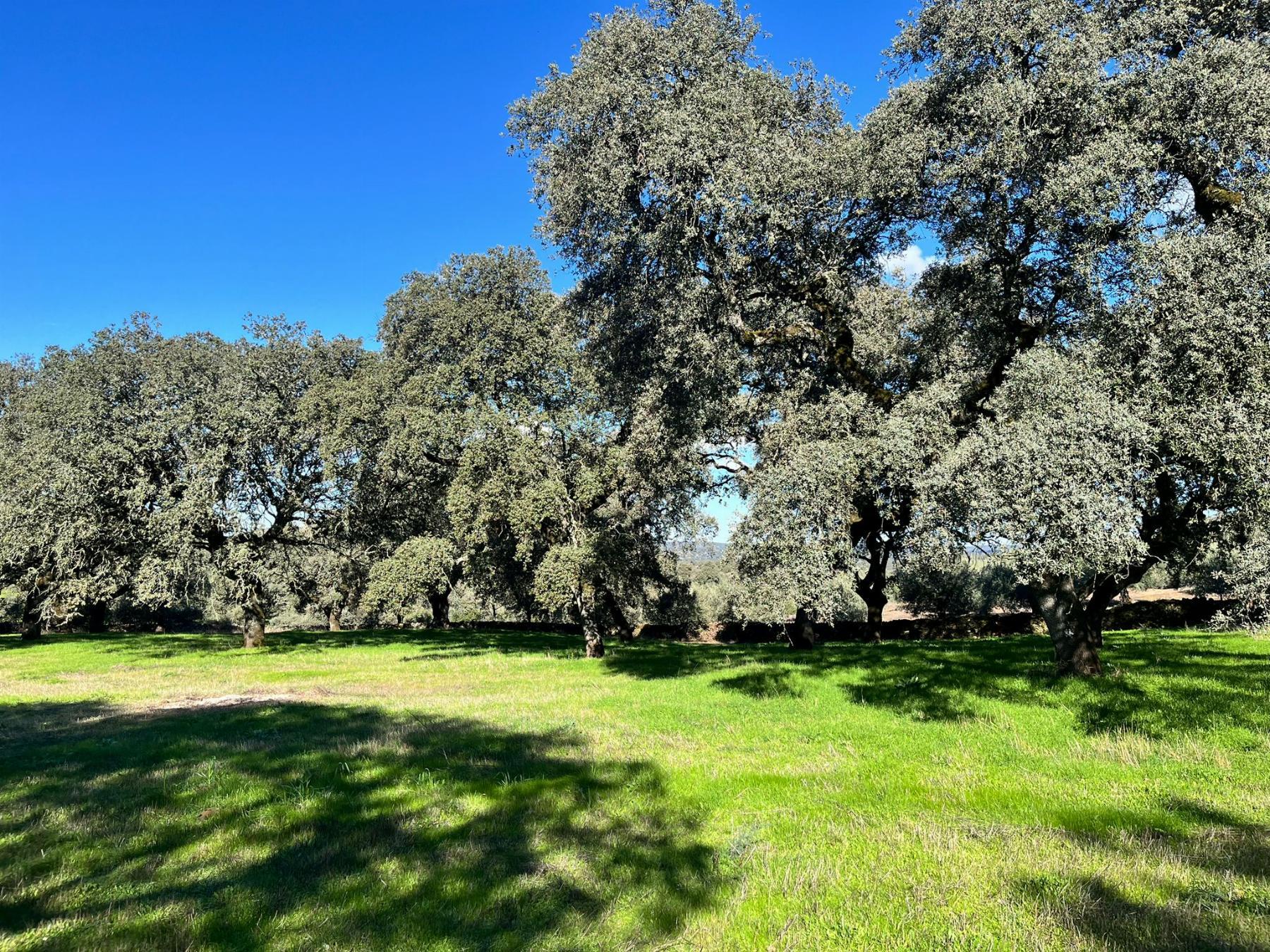 For sale of rural property in Fuentes de León