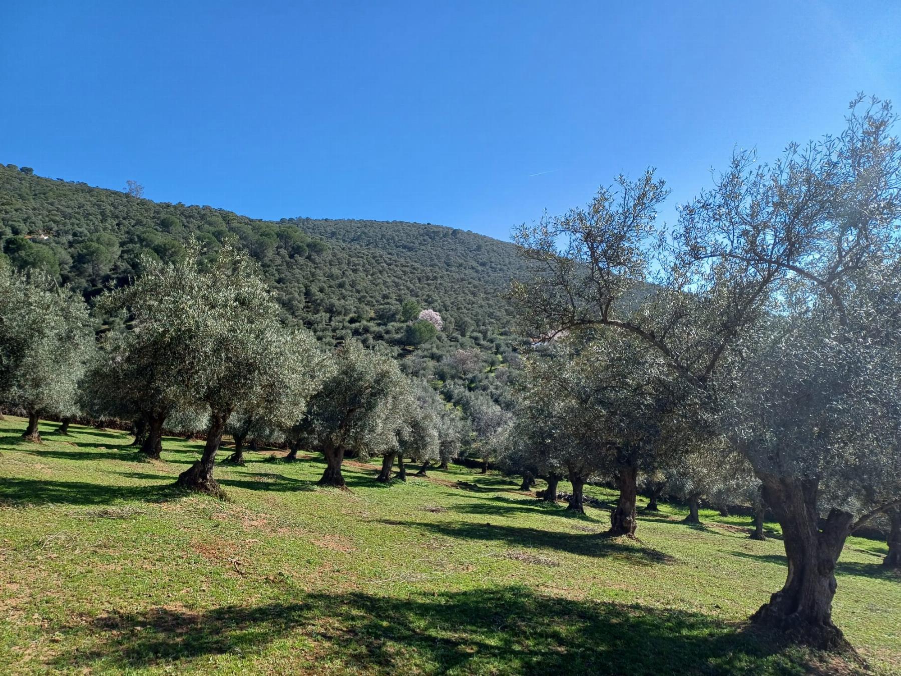 For sale of rural property in Fuentes de León