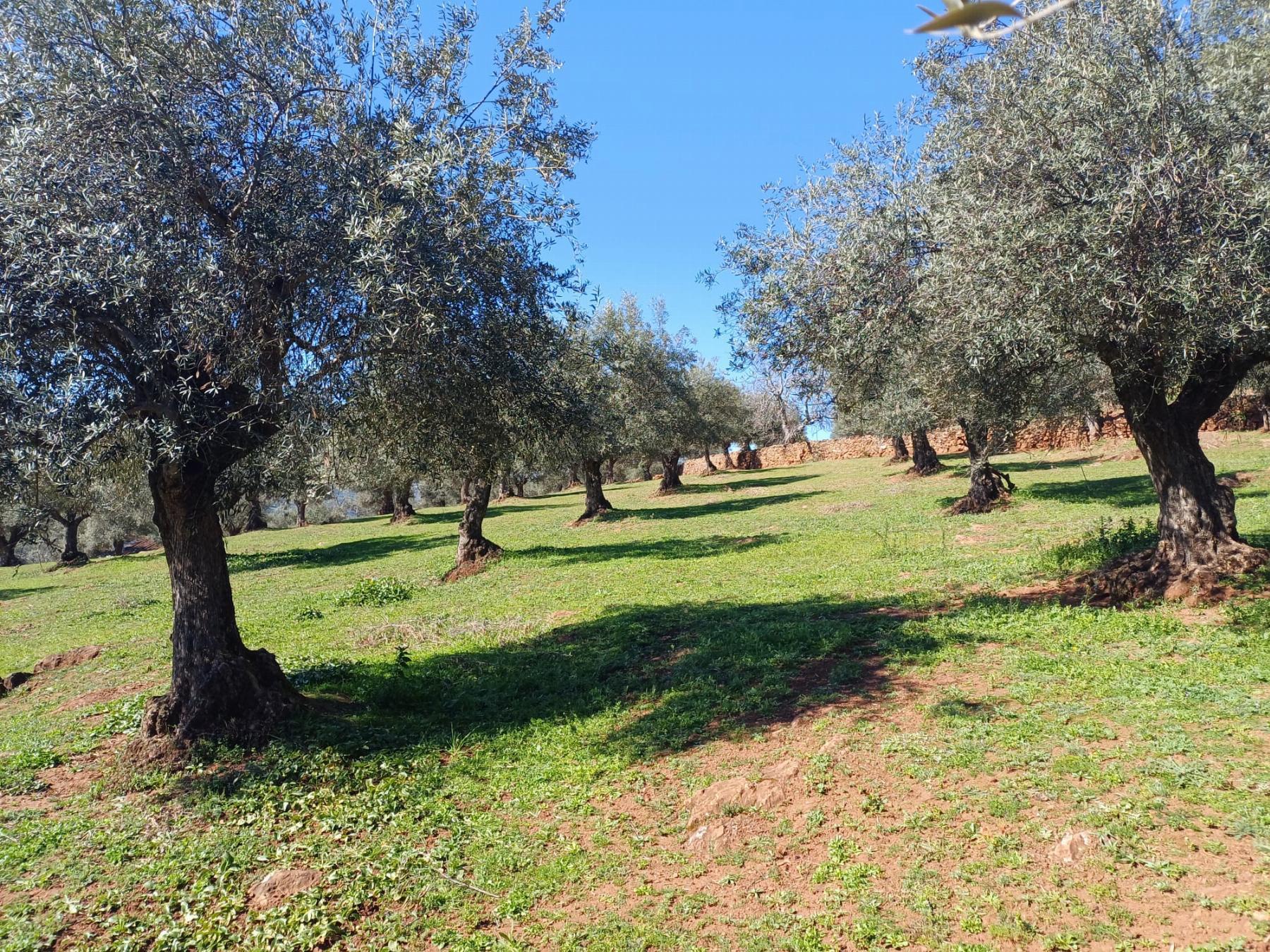 For sale of rural property in Fuentes de León