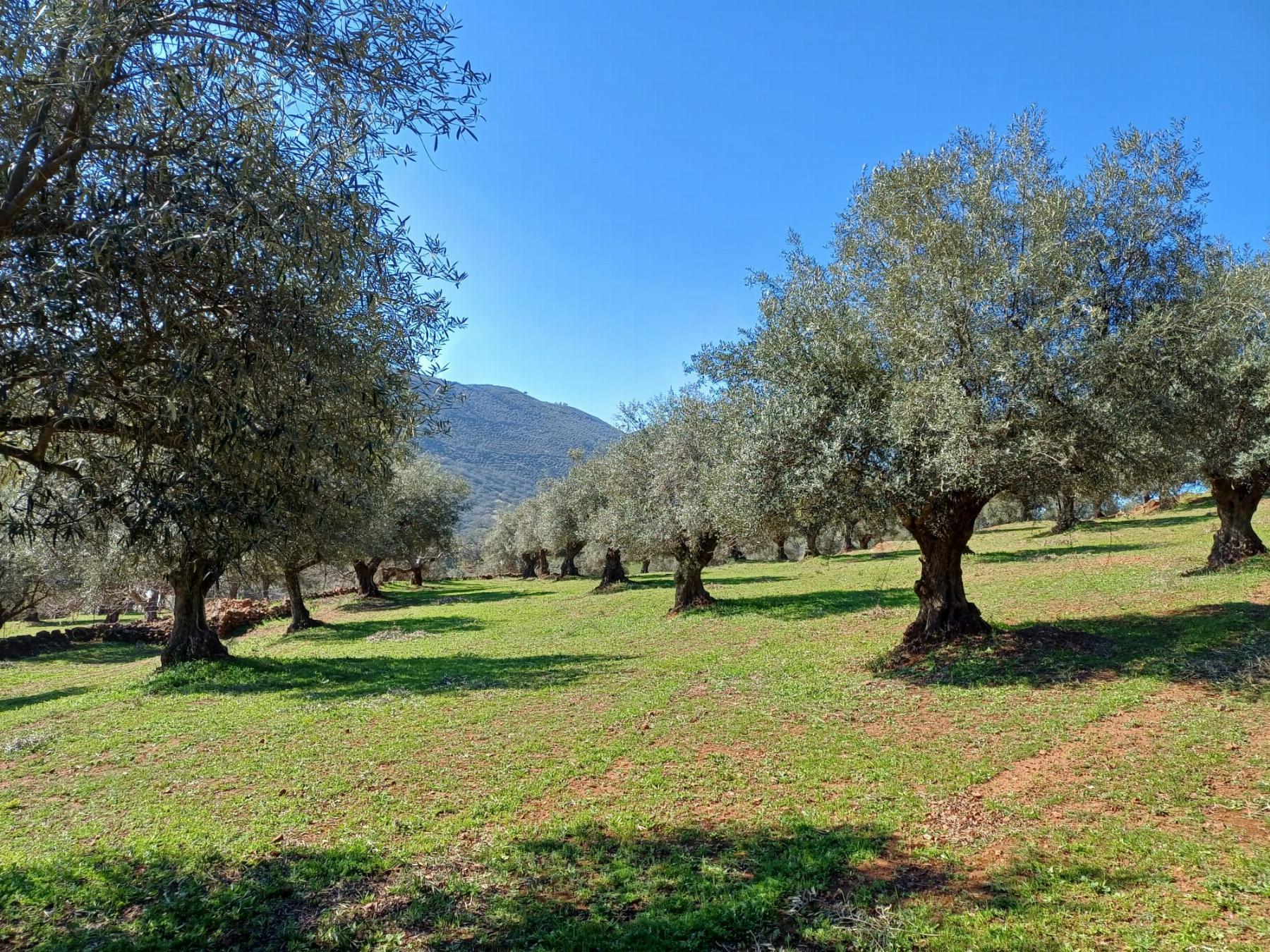For sale of rural property in Fuentes de León