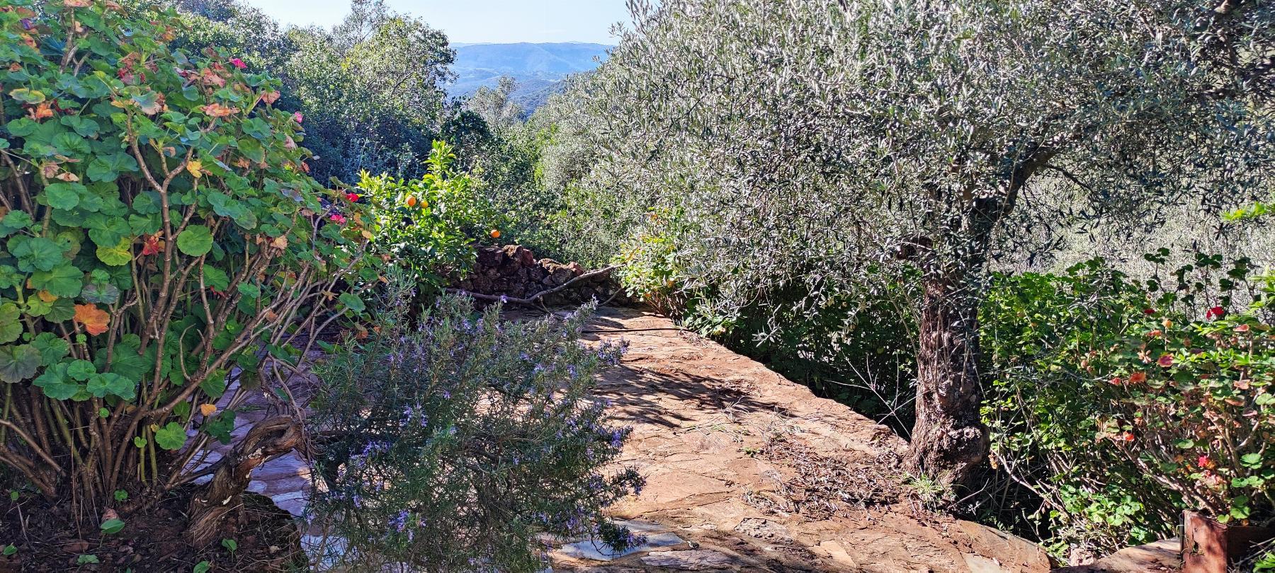 Venta de finca rústica en Fuentes de León