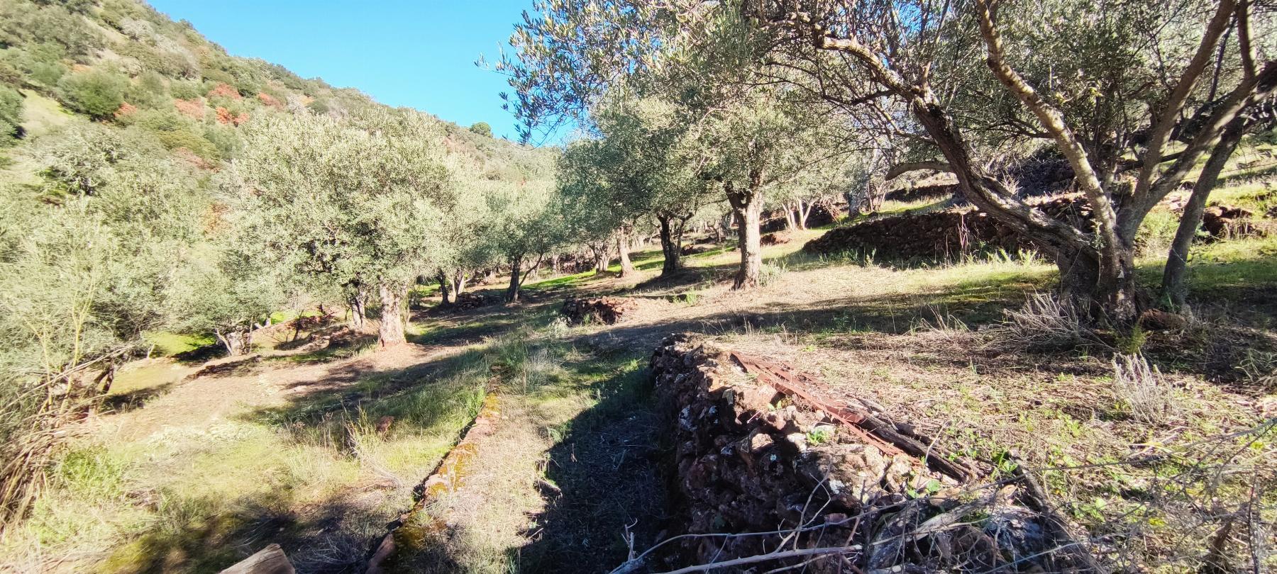 Venta de finca rústica en Fuentes de León