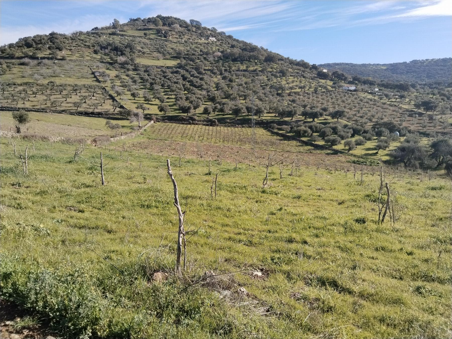 Venta de finca rústica en Fuentes de León