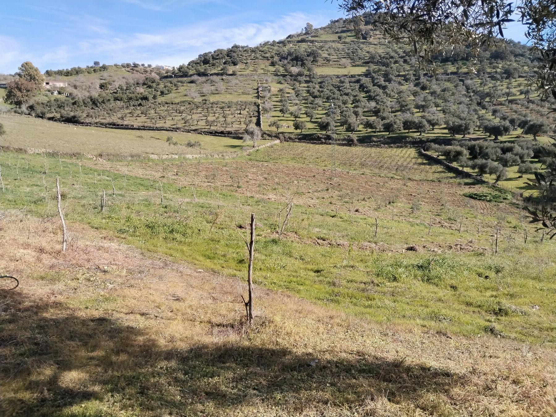 Venta de finca rústica en Fuentes de León