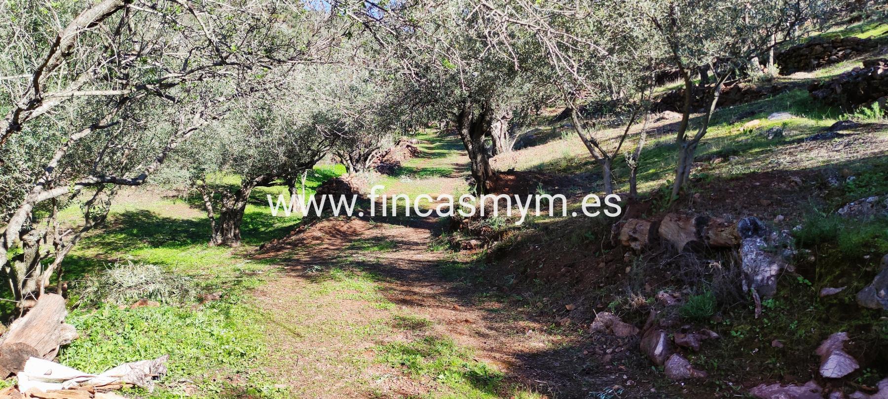 For sale of rural property in Fuentes de León