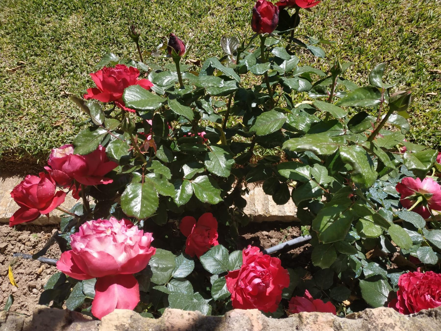 Venta de chalet en Espartinas