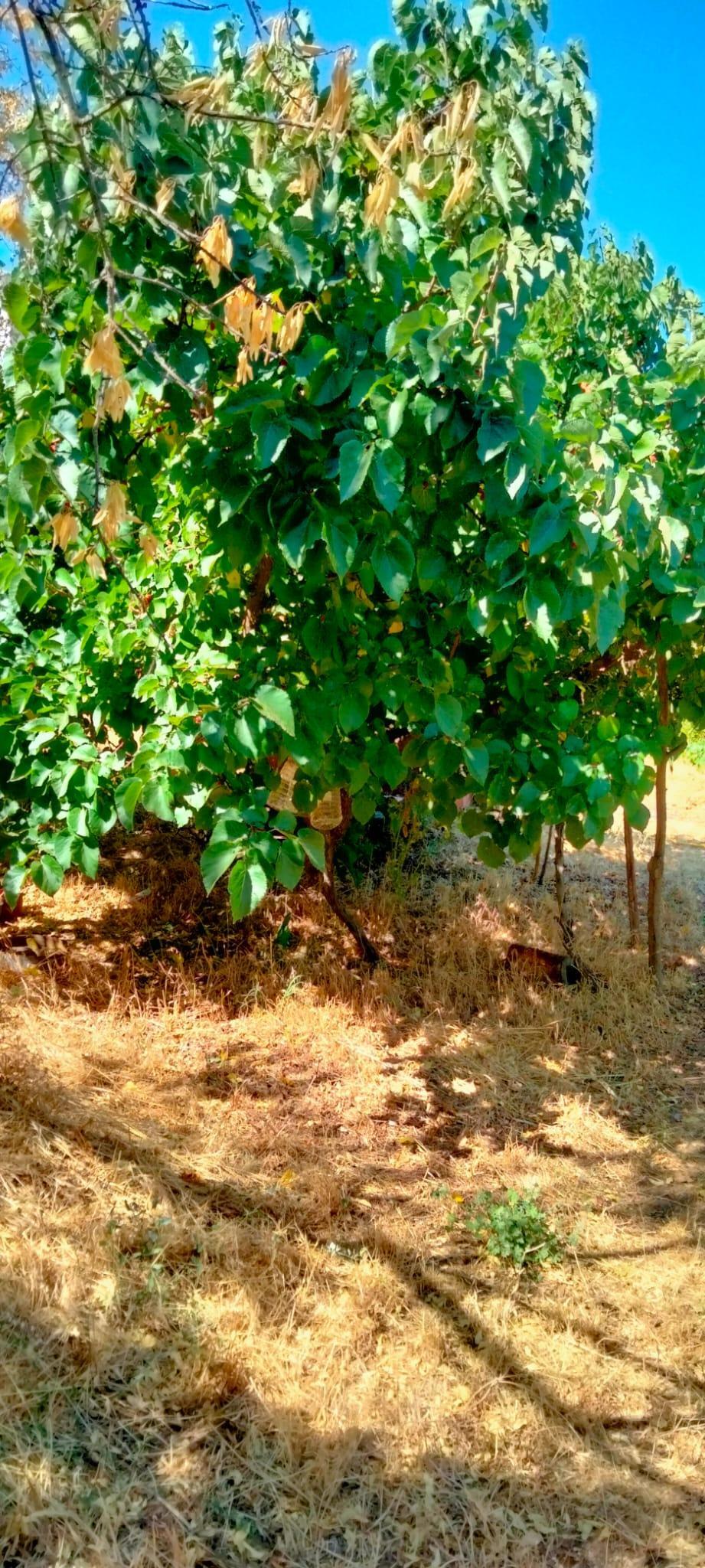 Venta de terreno en Cabeza la Vaca