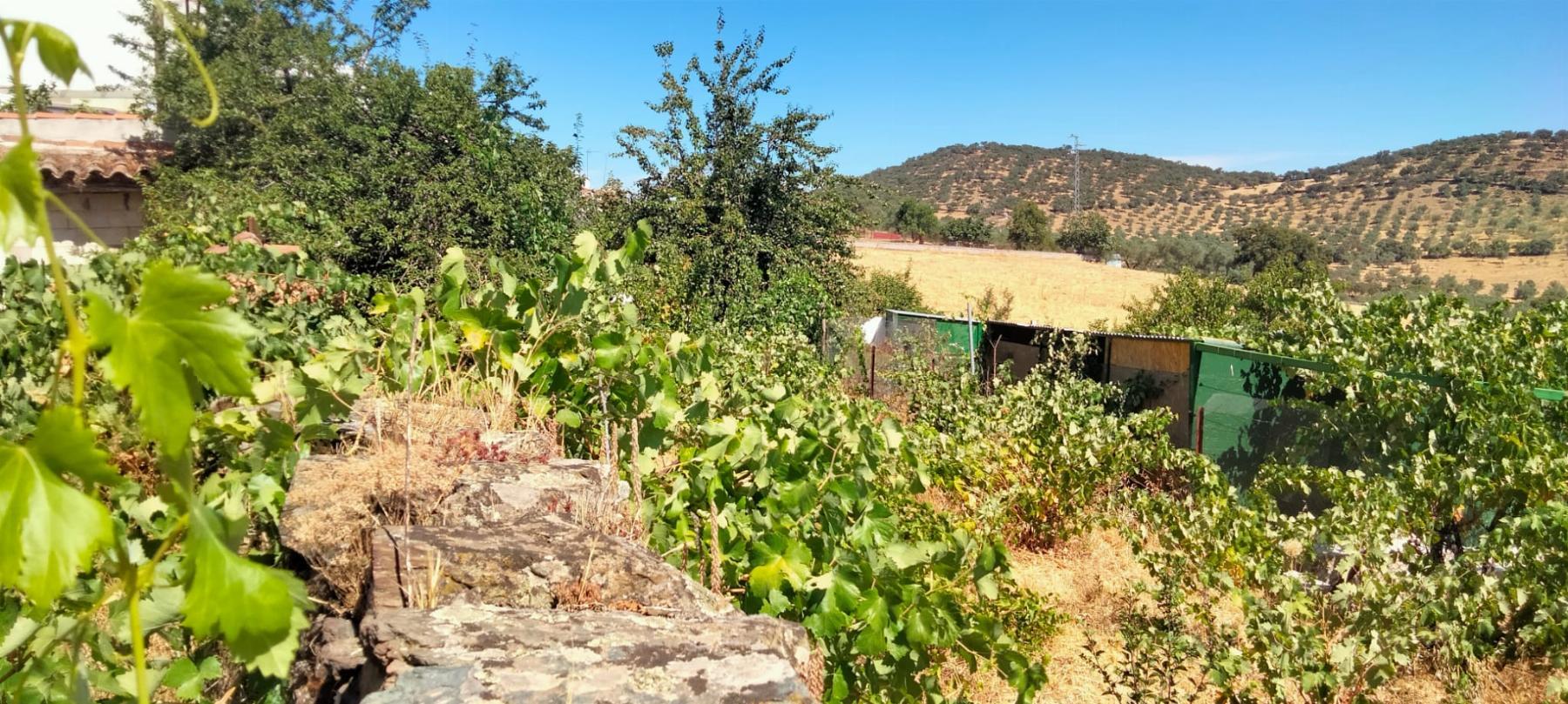Venta de terreno en Cabeza la Vaca