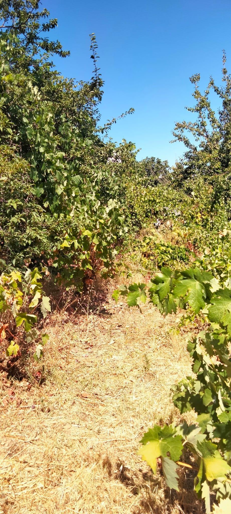 Venta de terreno en Cabeza la Vaca
