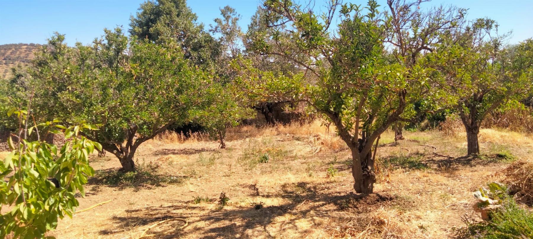 Venta de terreno en Cabeza la Vaca