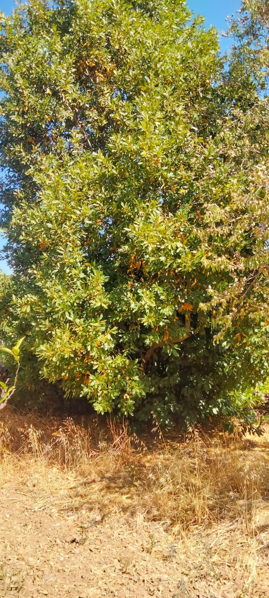 Venta de terreno en Cabeza la Vaca