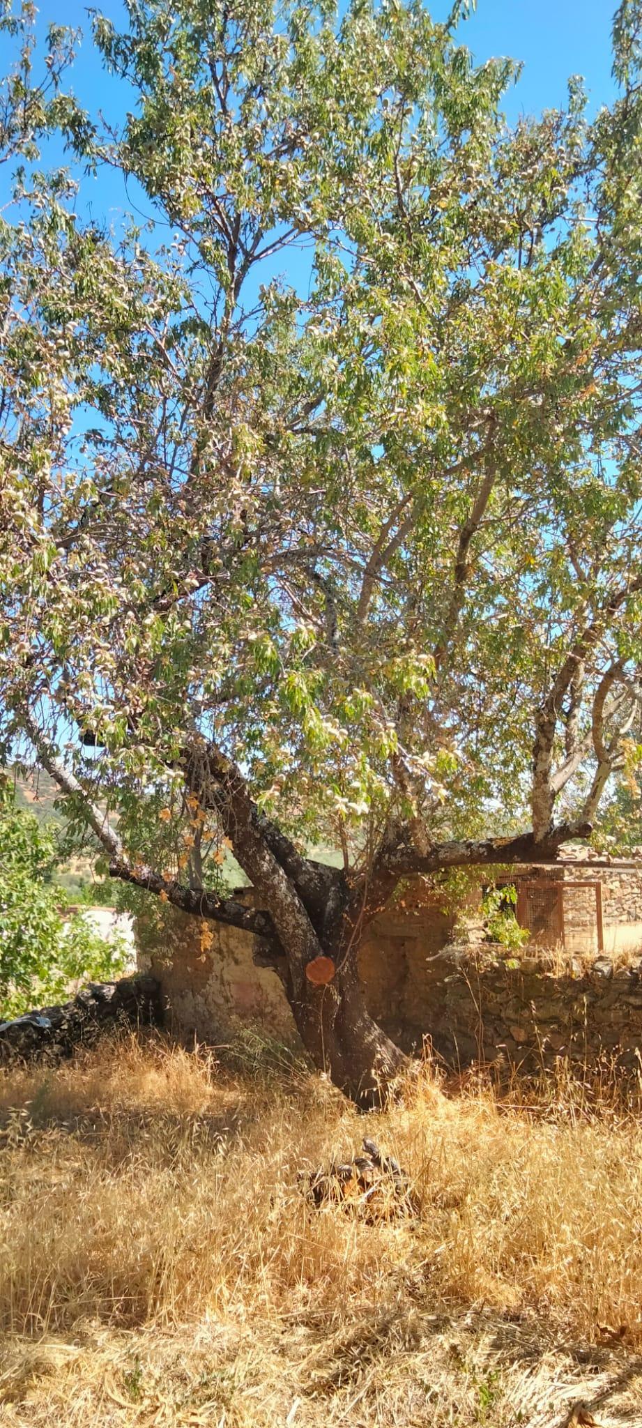 Venta de terreno en Cabeza la Vaca