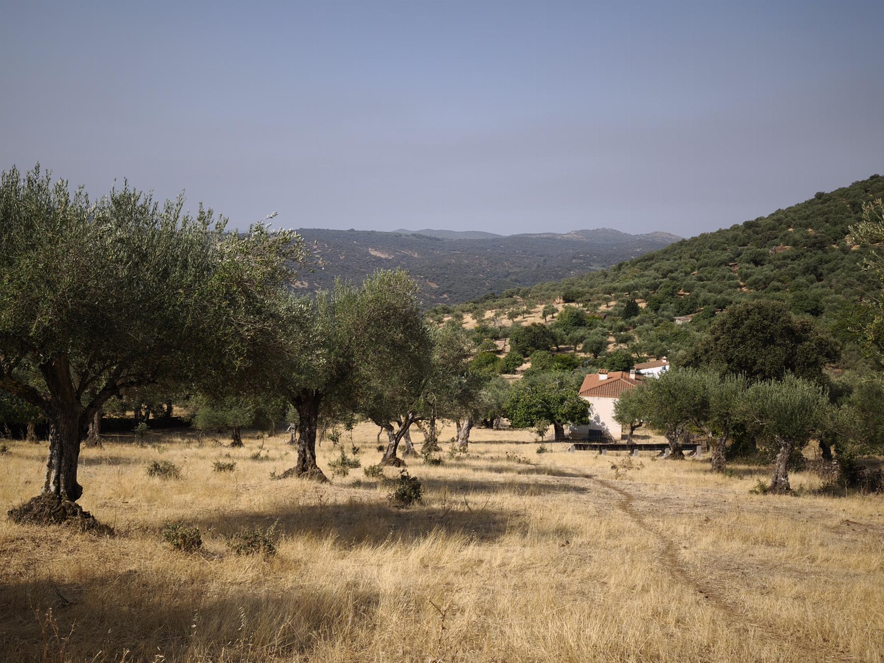 Venta de finca rústica en Fuentes de León