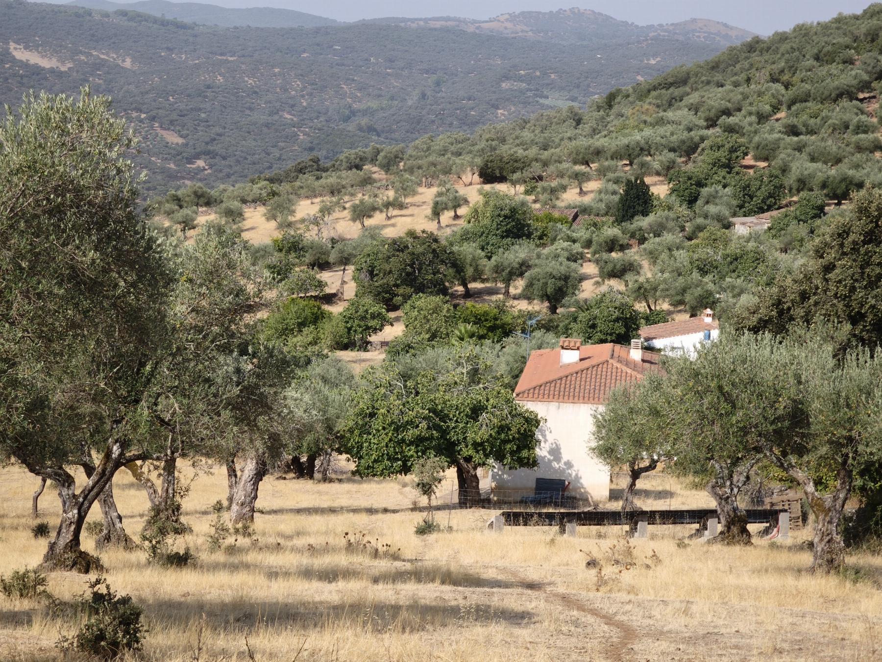 Venta de finca rústica en Fuentes de León