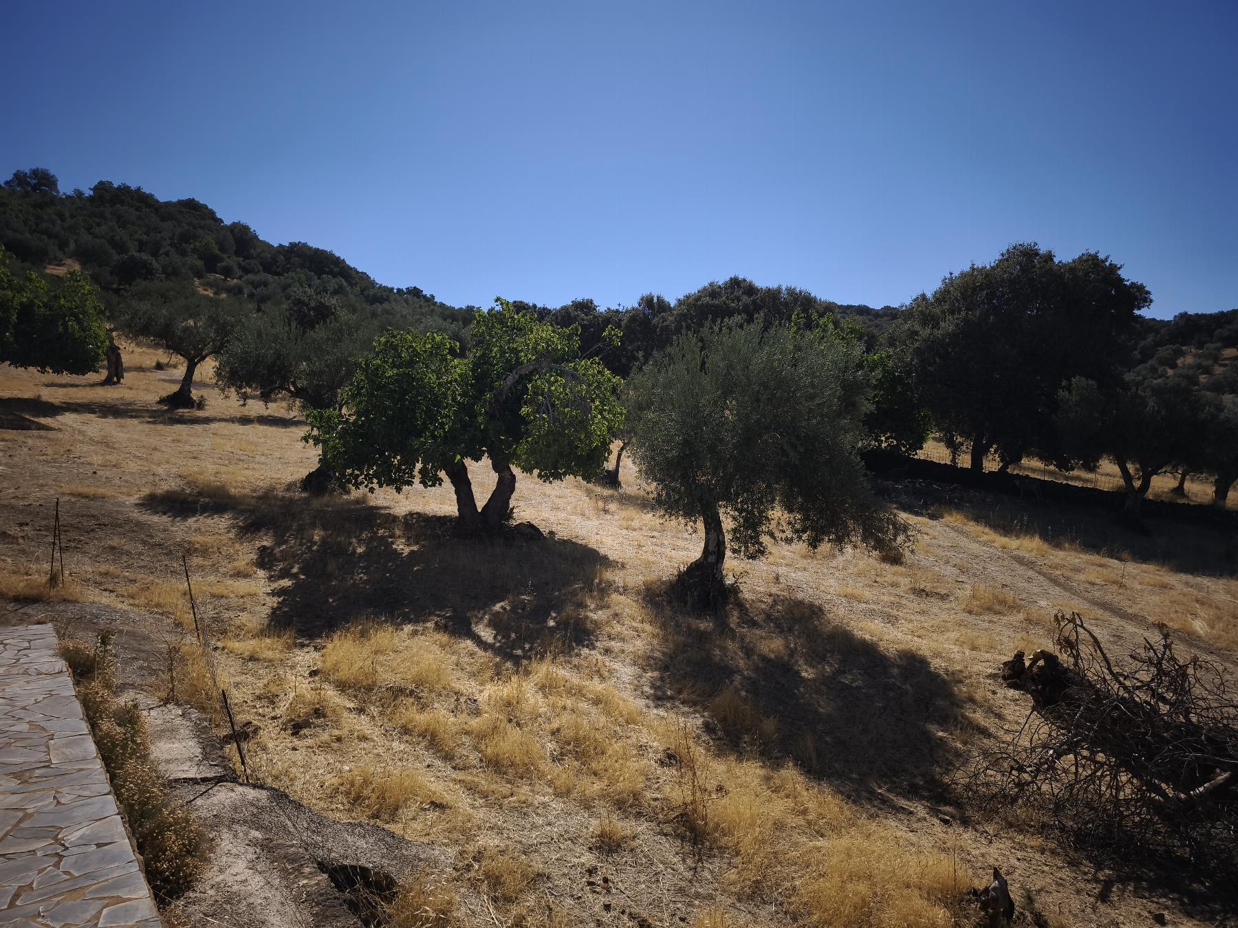 Venta de finca rústica en Fuentes de León