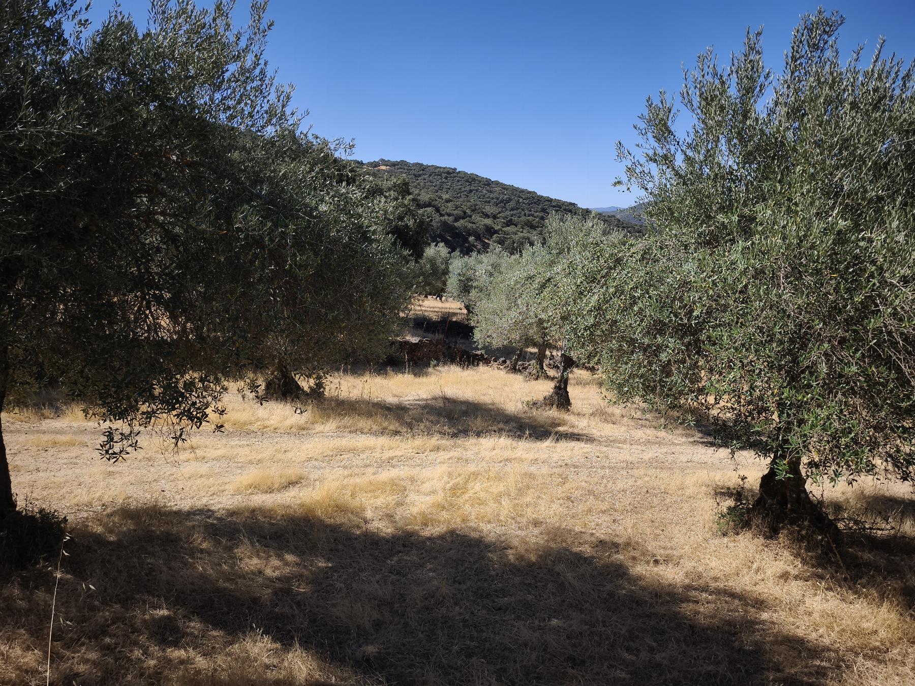 Venta de finca rústica en Fuentes de León