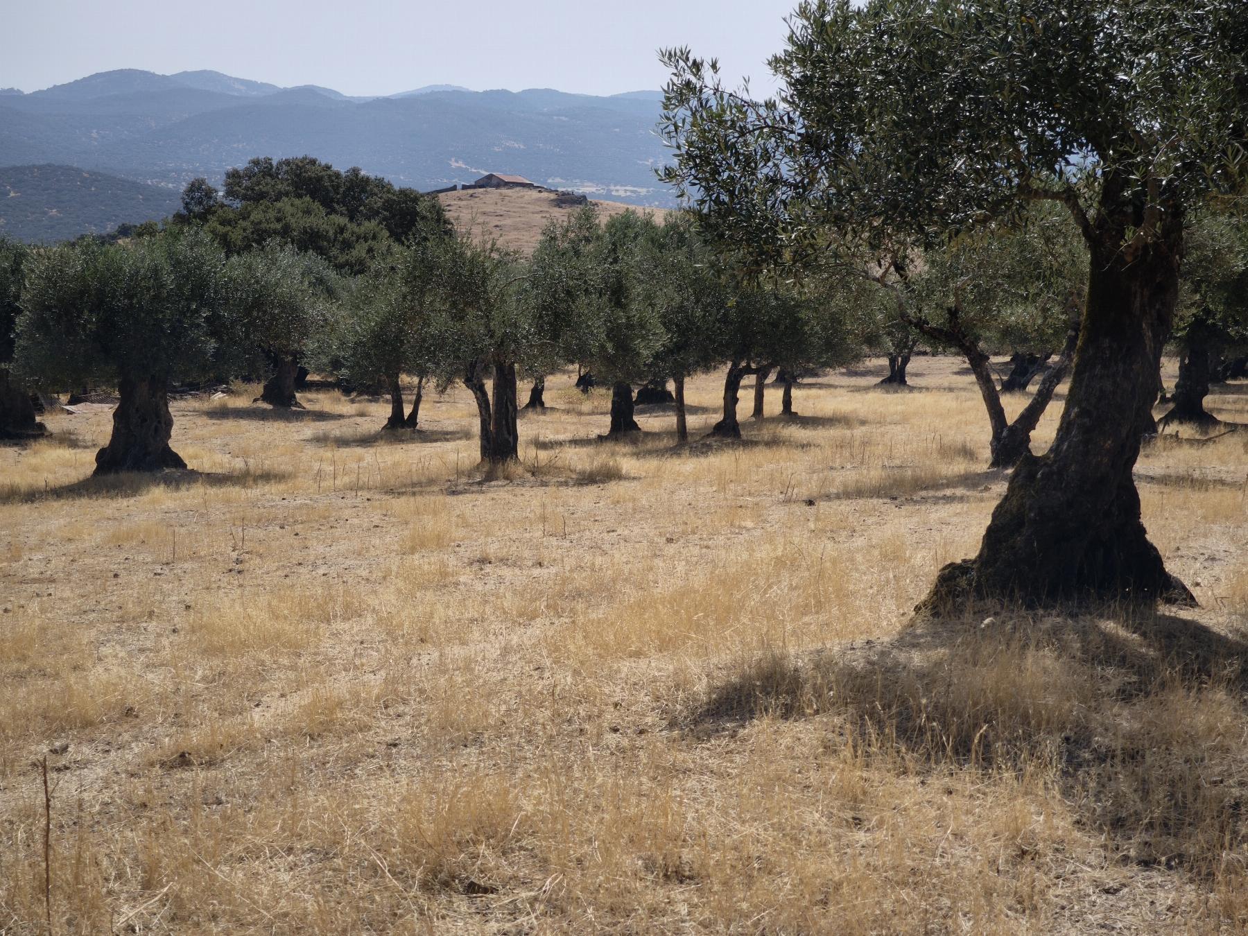 Venta de finca rústica en Fuentes de León